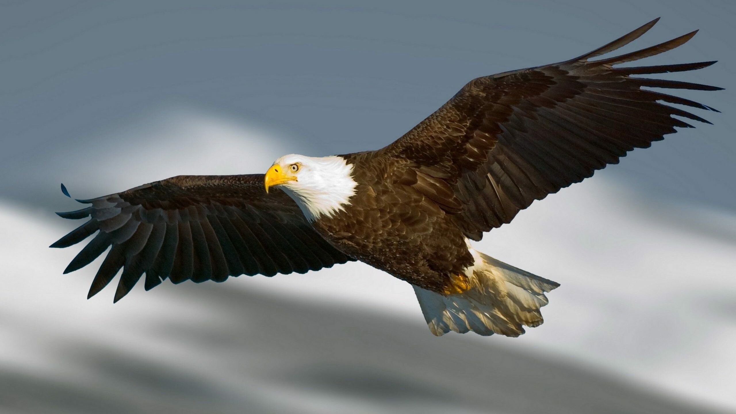 Impressive eagle wallpapers, Trump's majestic symbol, Noble and fierce, Patriotic imagery, 2560x1440 HD Desktop