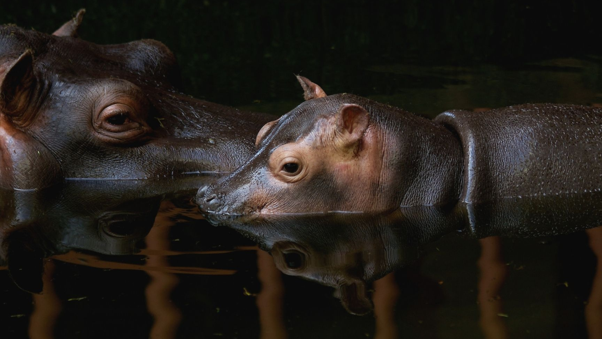 Wallpapers, Sub-Saharan Africa, High resolution, Hippopotamus, 1920x1080 Full HD Desktop