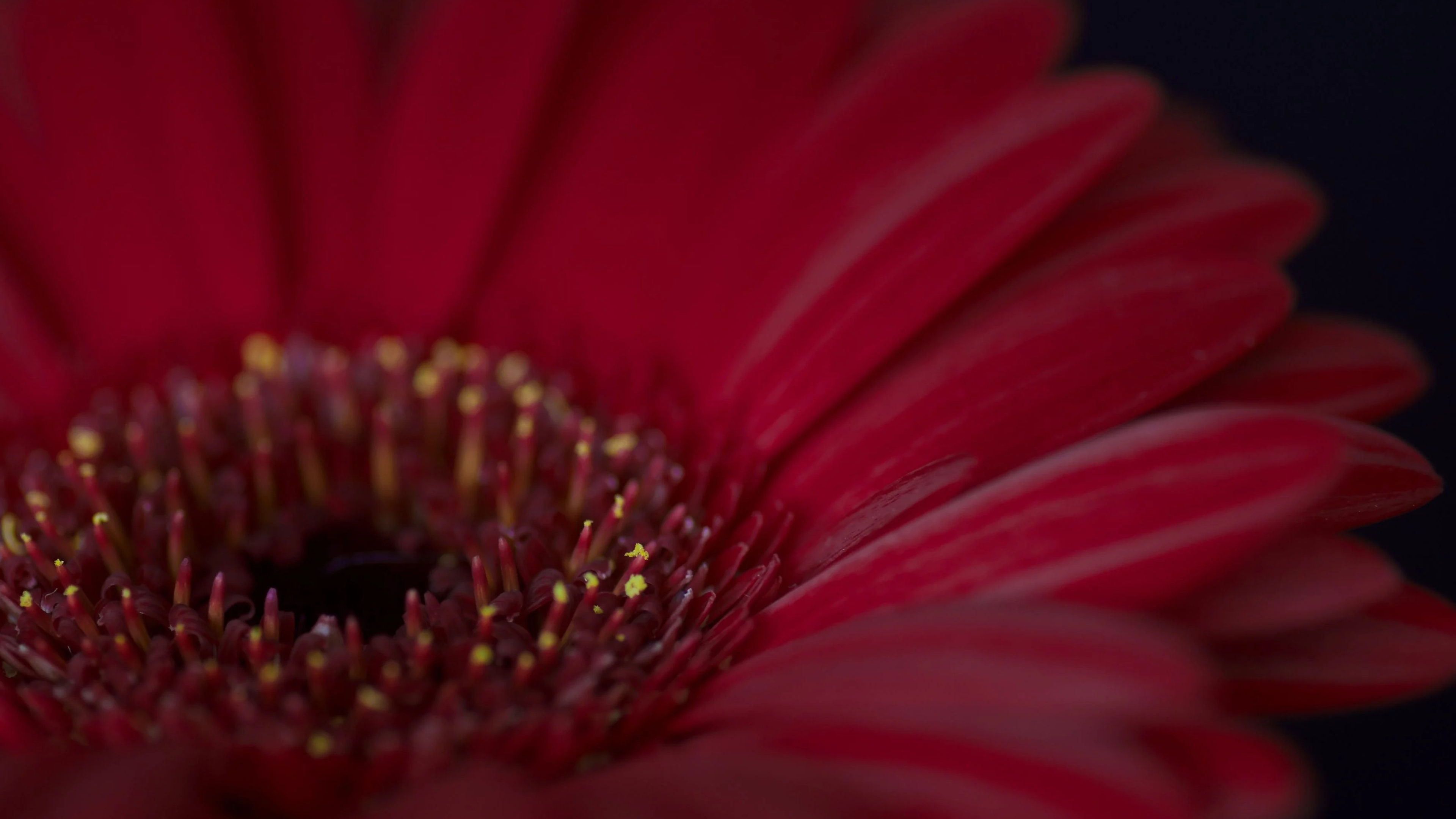 Pollen, Gerbera Daisies Wallpaper, 3840x2160 4K Desktop