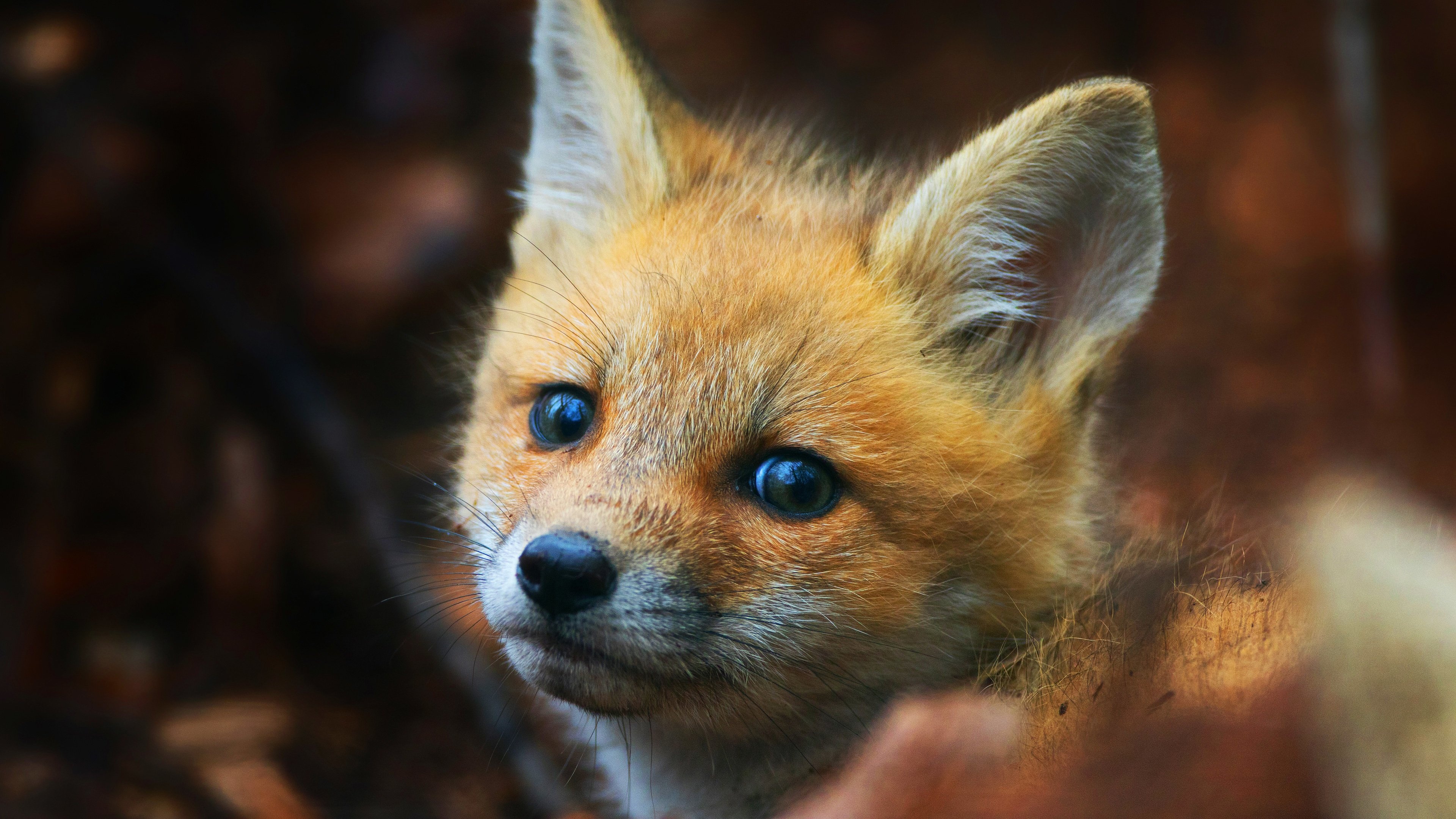 Cute fox cub, 4k wallpapers, Desktop mobile tablet, Cute 4k, 3840x2160 4K Desktop