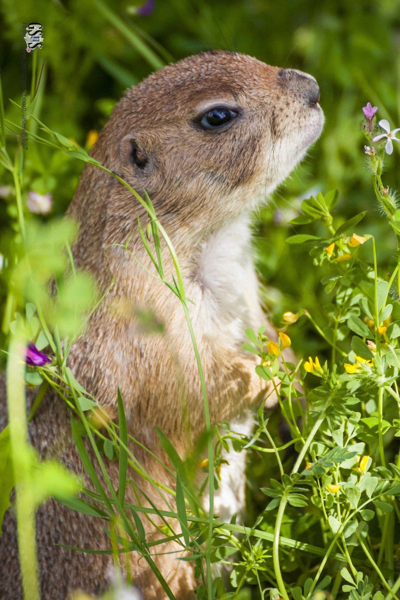 A Prairie Dog Town, Fascinating animal communities, 1370x2050 HD Phone