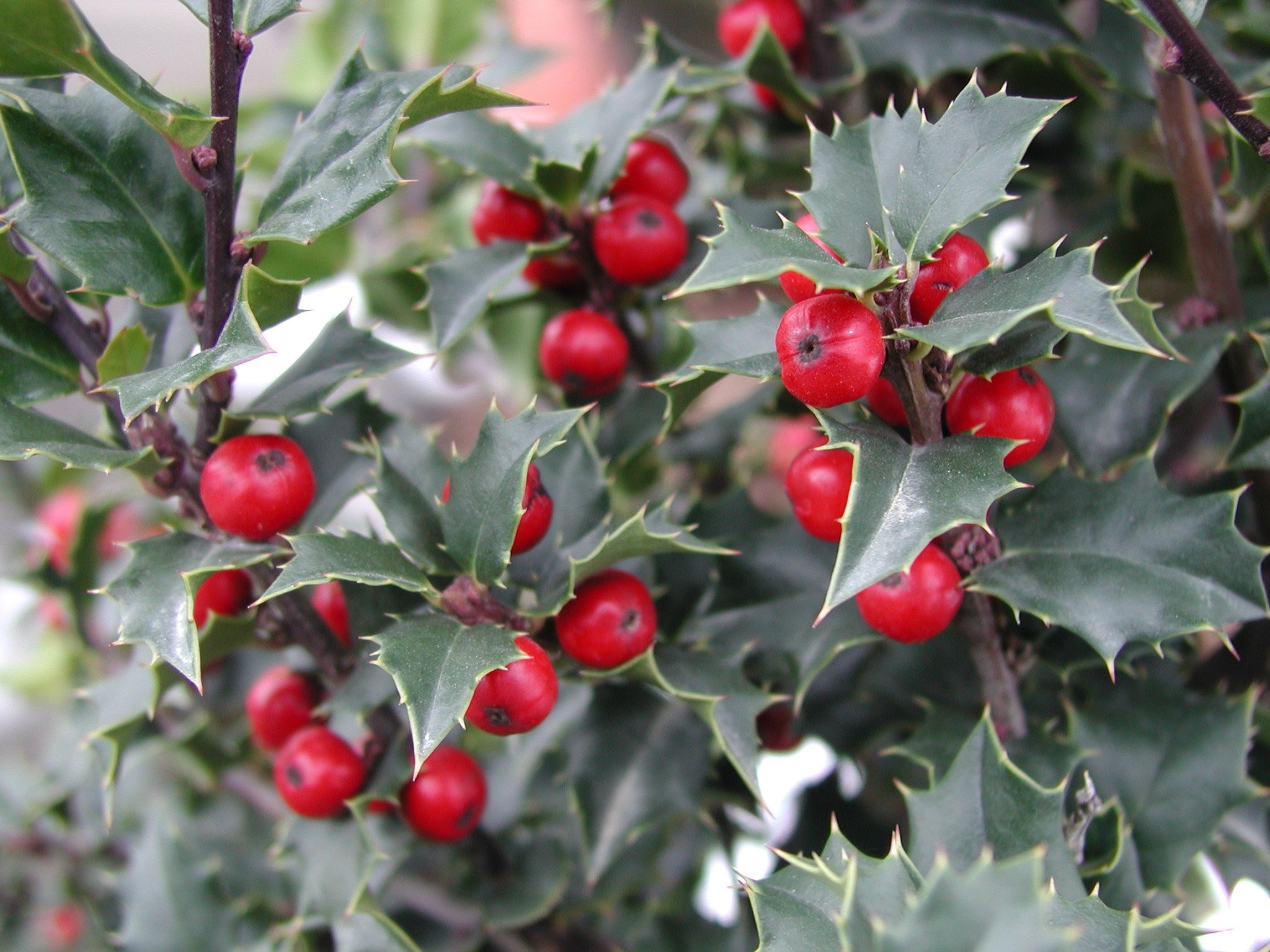 Holly Tree, Winter holly, Berried beauty, Seasonal wonder, 2050x1540 HD Desktop