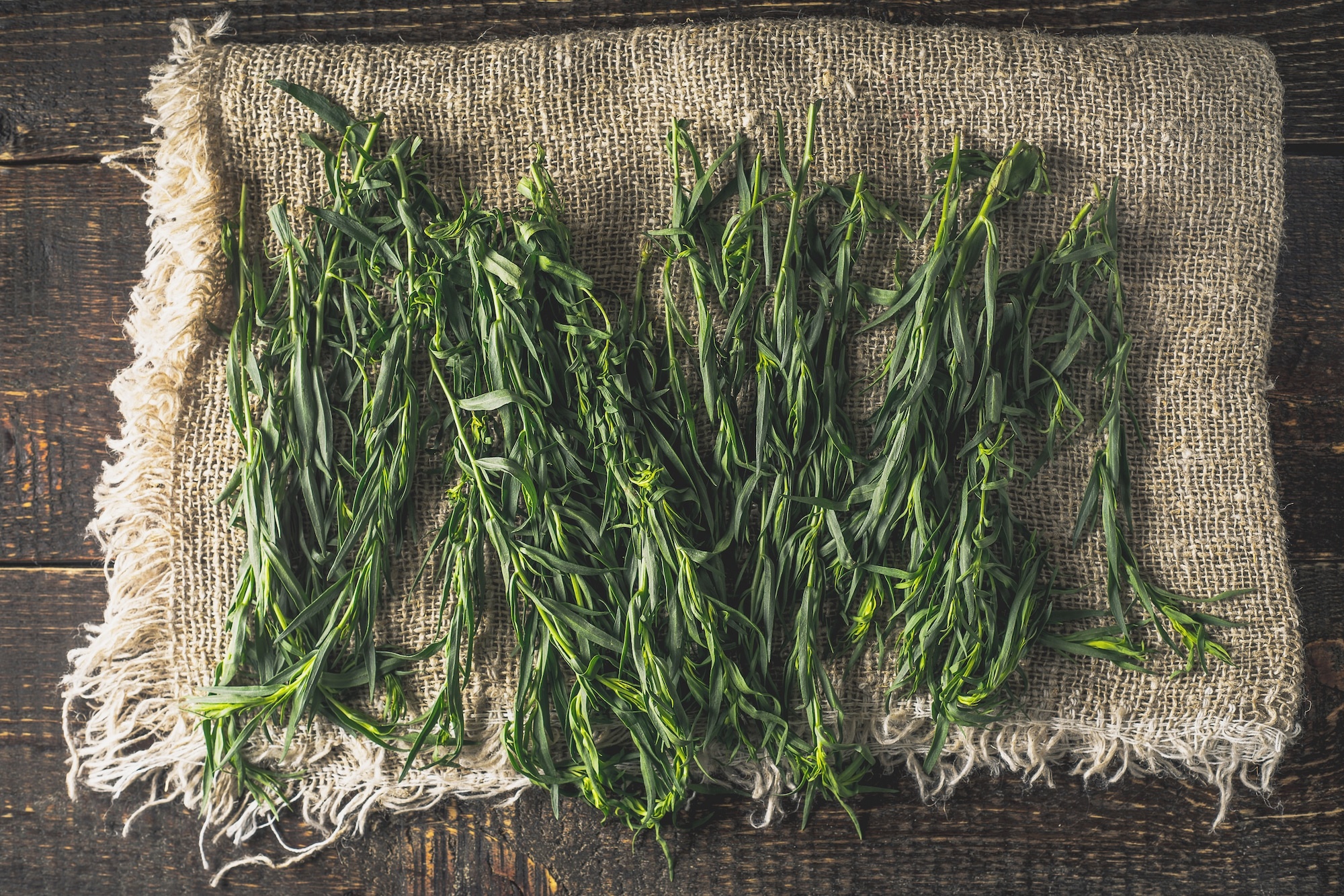 Tarragon herb, Tarragon vs rosemary, Spice showdown, Spiceography, 2000x1340 HD Desktop