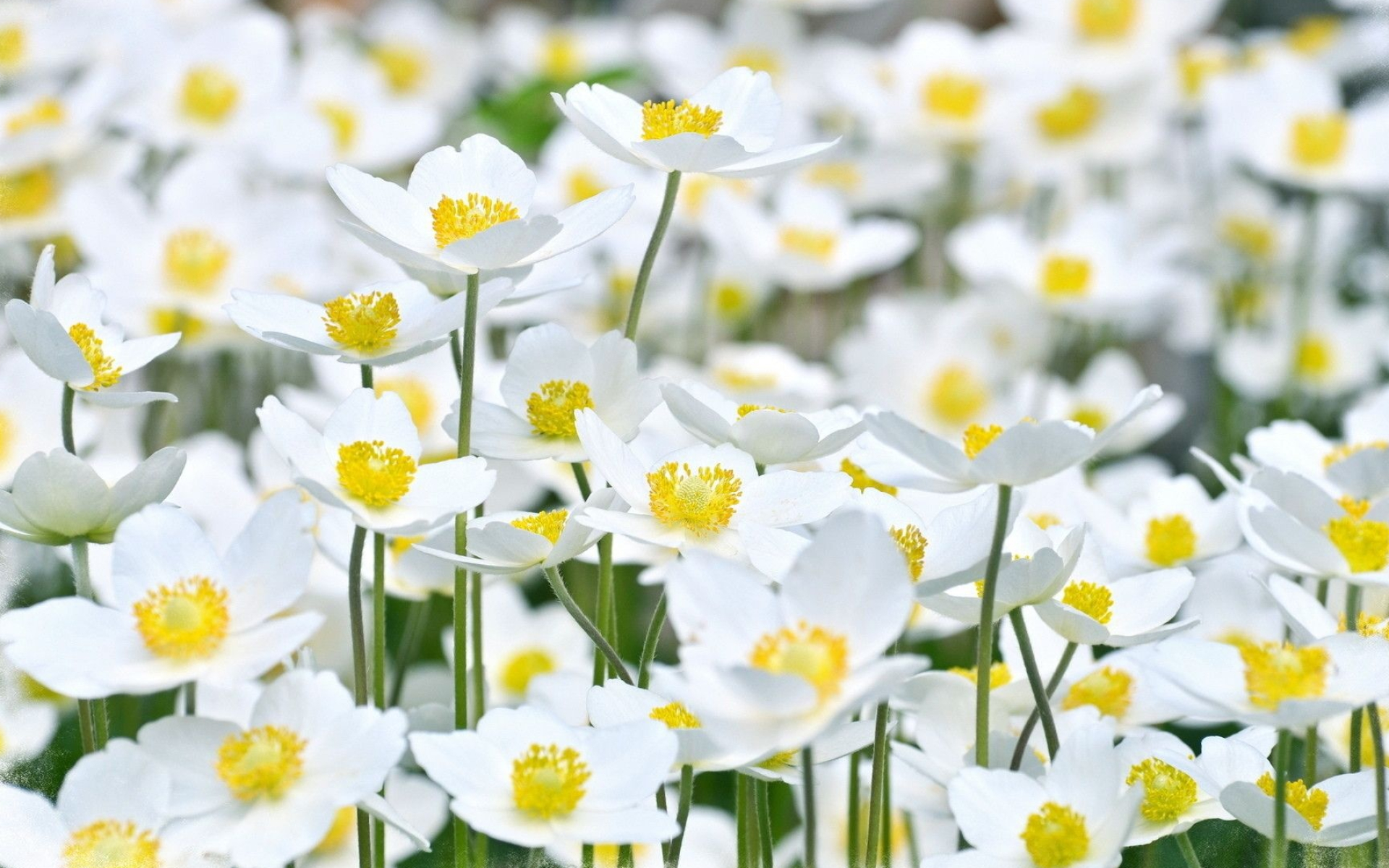 white anemone flowers, yellow stamens, slender green stems, HD Desktop wallpaper