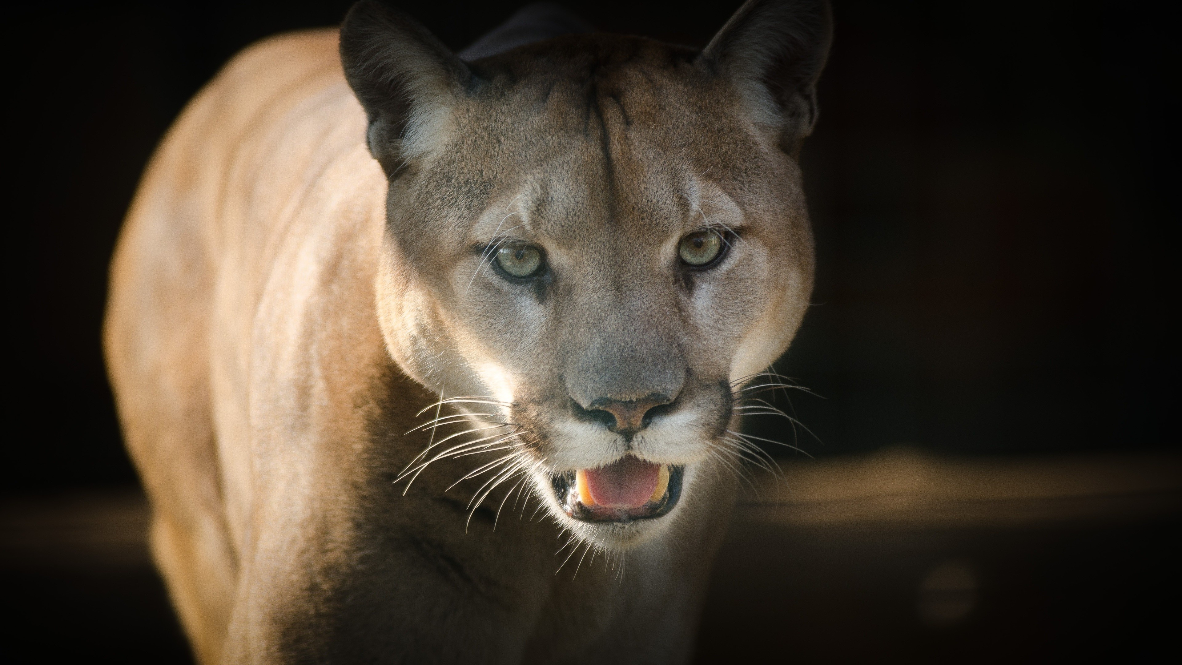 Magnificent pumas, Untamed wilderness, Nature's guardians, Silent prowlers, 3840x2160 4K Desktop