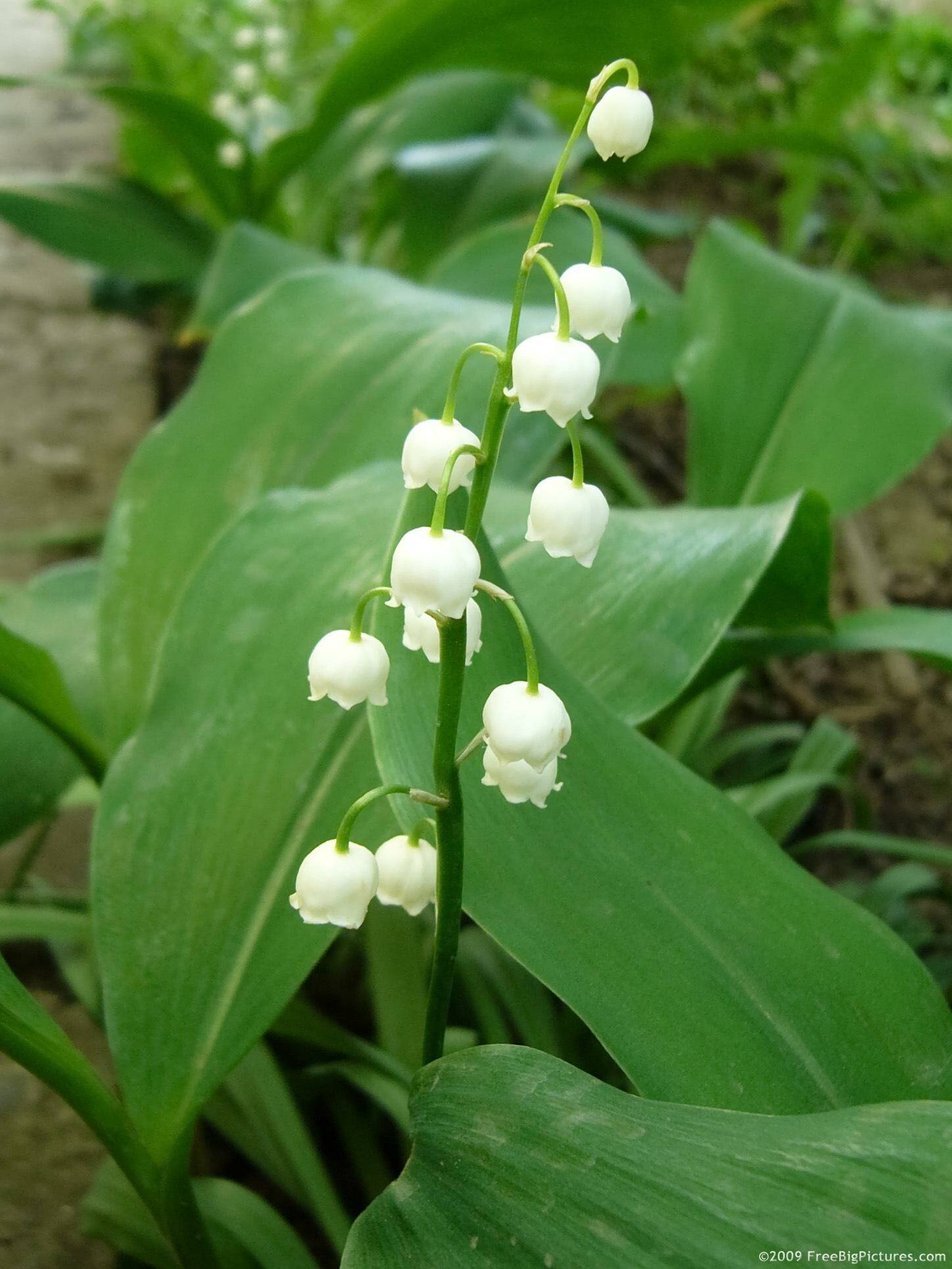 Lily of the Valley, Whimsical wallpaper, Floral elegance, Nature's gift, 1450x1930 HD Phone