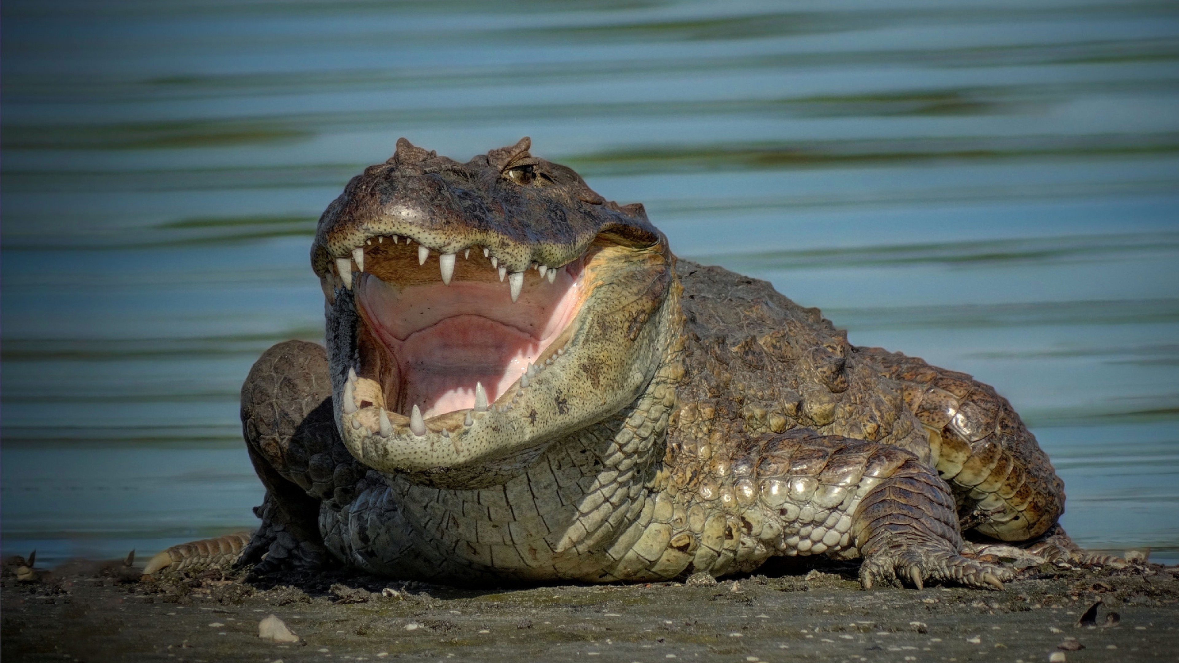 Crocodile Animals - Sharp Teeth, Water, Open Mouth, UHD TV, 3840x2160 4K Desktop