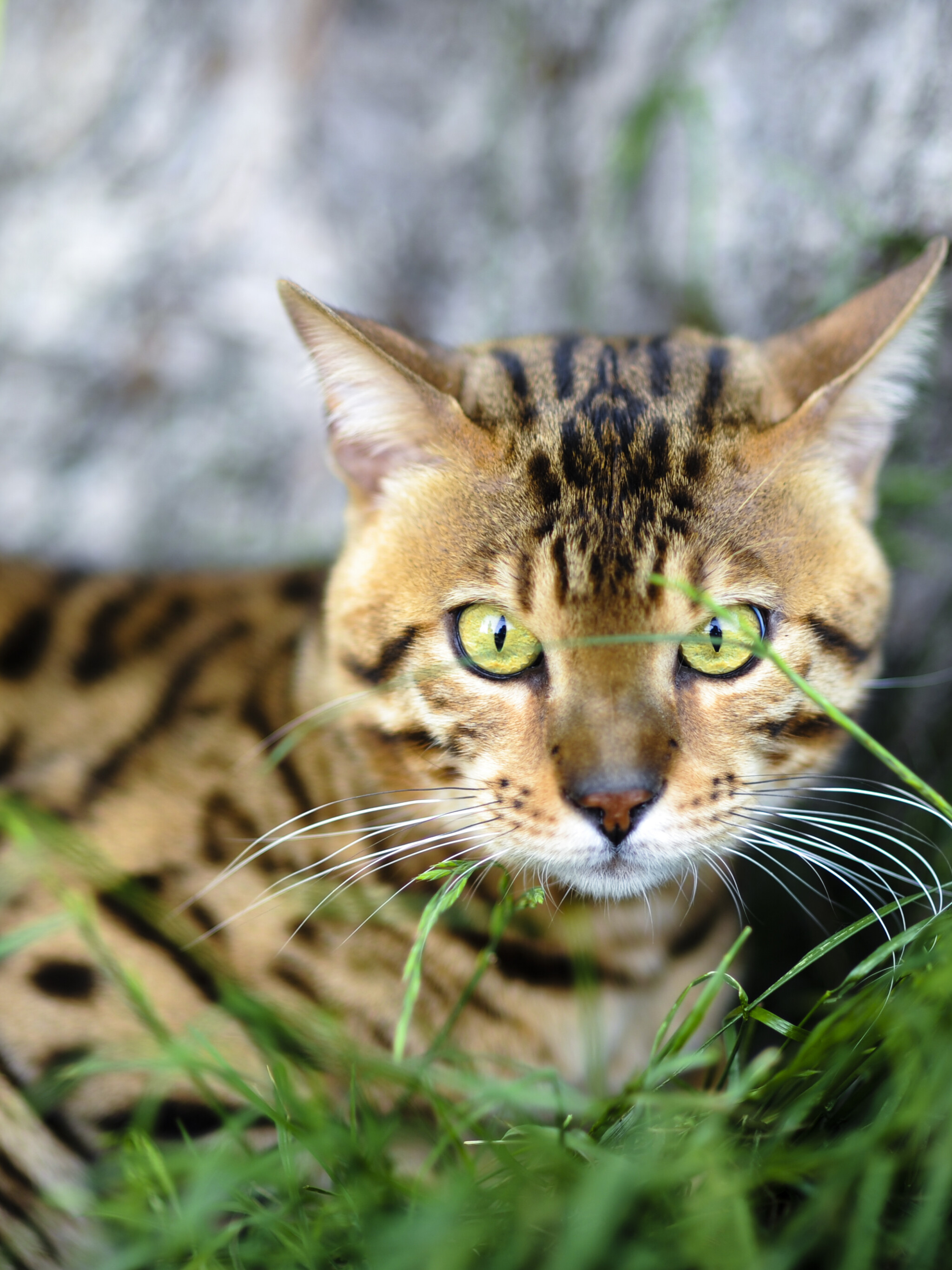 Bengal cat wallpaper, 4256x2832, Bengal kittens wallpapers, Kittens wallpaper, 2050x2740 HD Phone