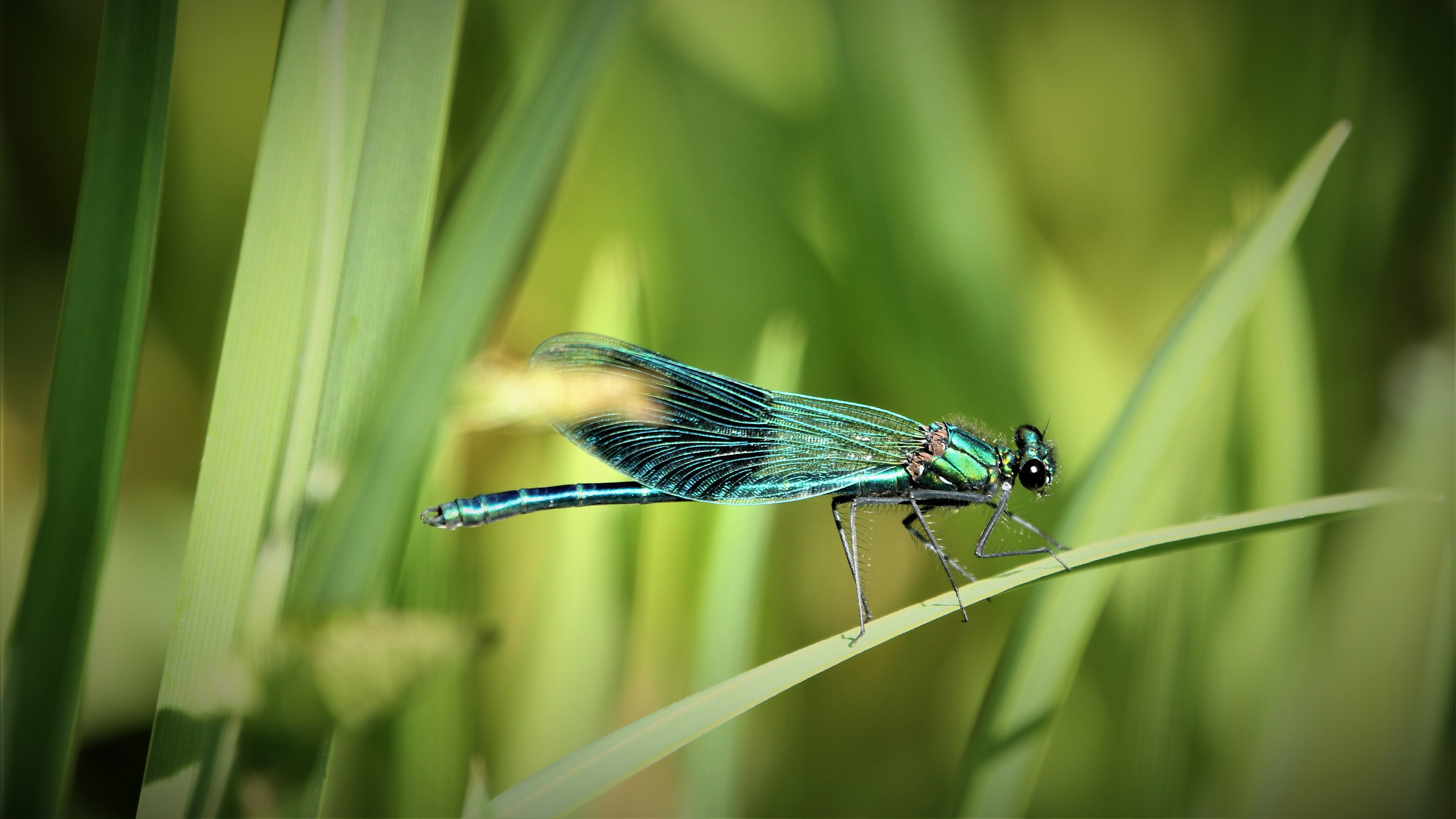 Banded demoiselle, Dragonflies Wallpaper, 3840x2160 4K Desktop