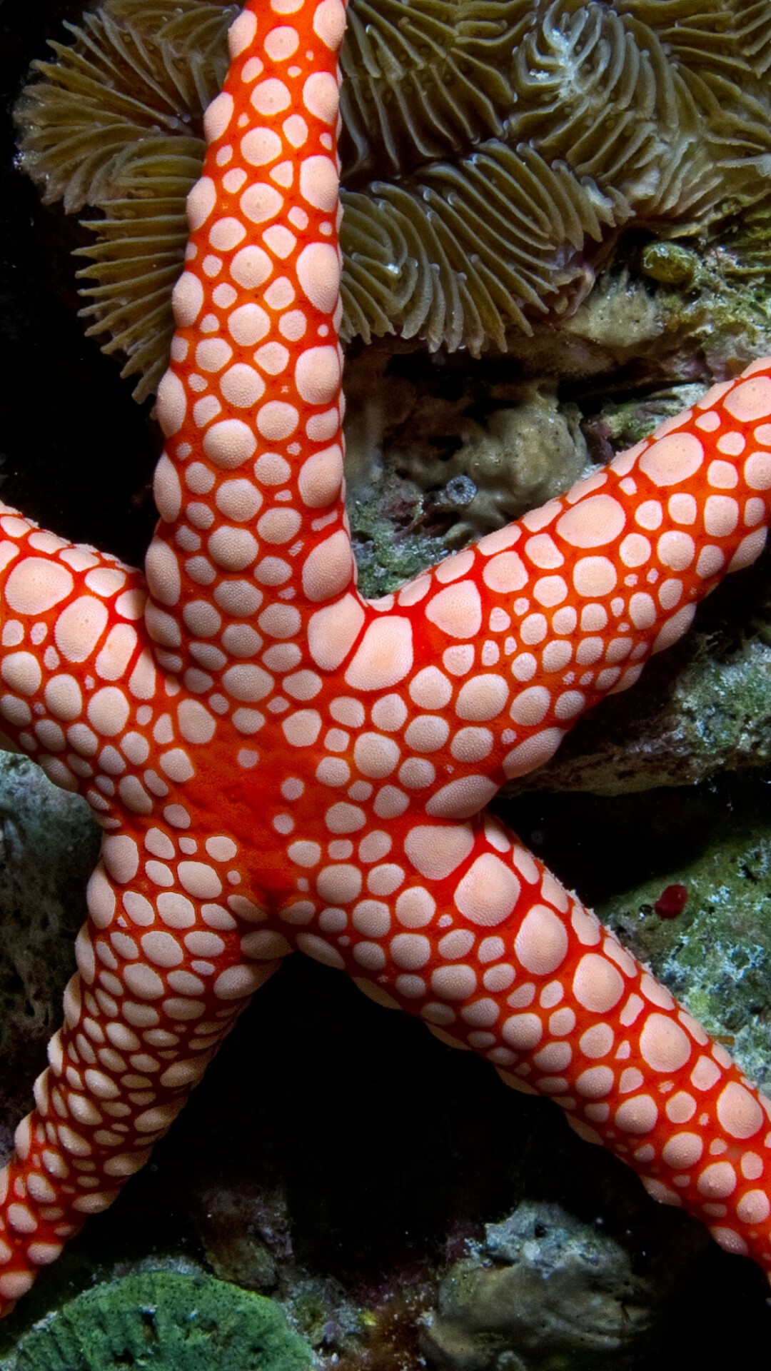 Starfish, Animals, Sealife, 4K, 1080x1920 Full HD Phone