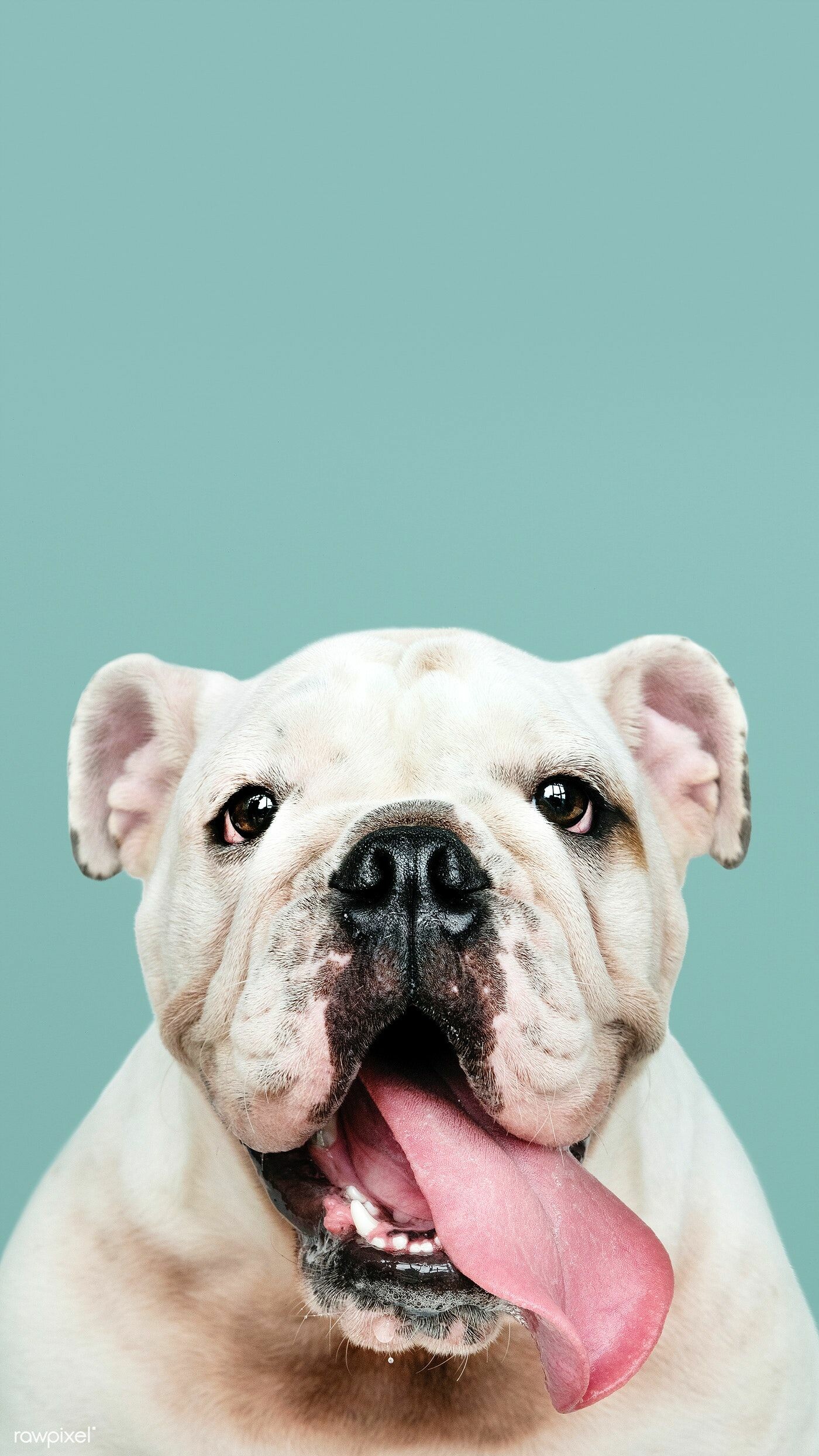 Bulldog, White puppy portrait, Mobile wallpaper, Premium image, 1400x2490 HD Phone