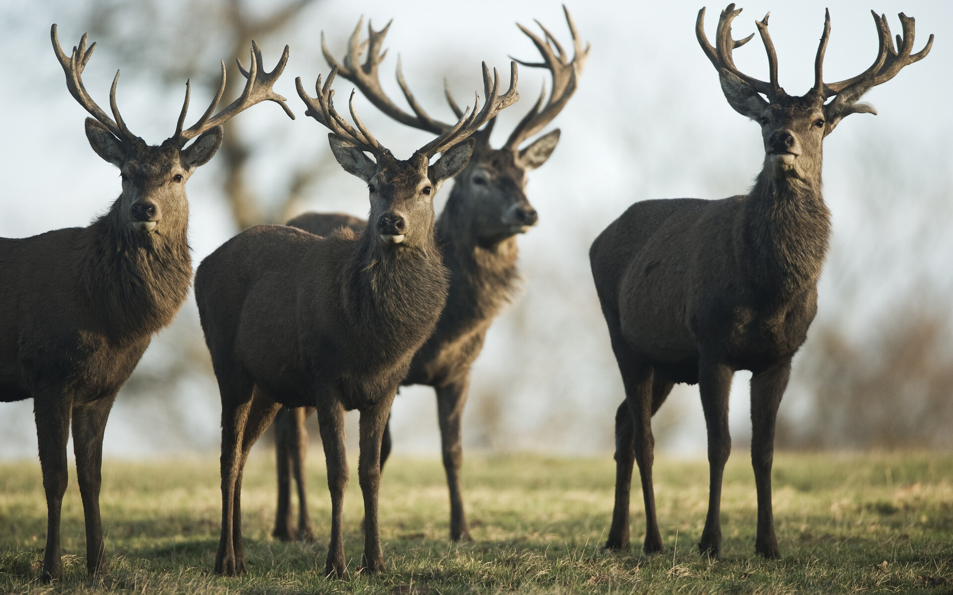 Reindeer wallpapers, HQ images, Majestic animals, 4K wallpapers, 1920x1200 HD Desktop