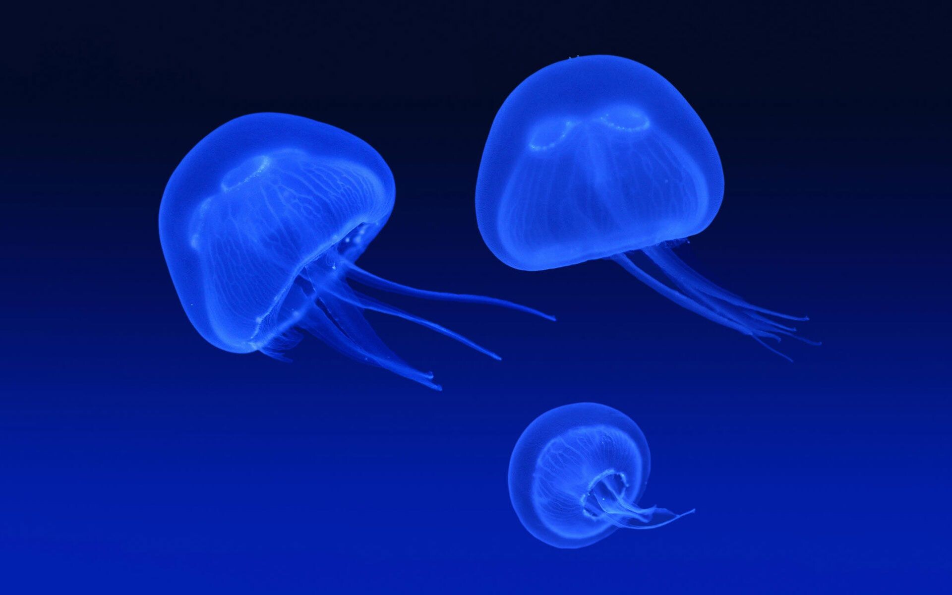 Jellyfish HD wallpapers, High-quality backgrounds, Mesmerizing marine life, Stunning visuals, 1920x1200 HD Desktop