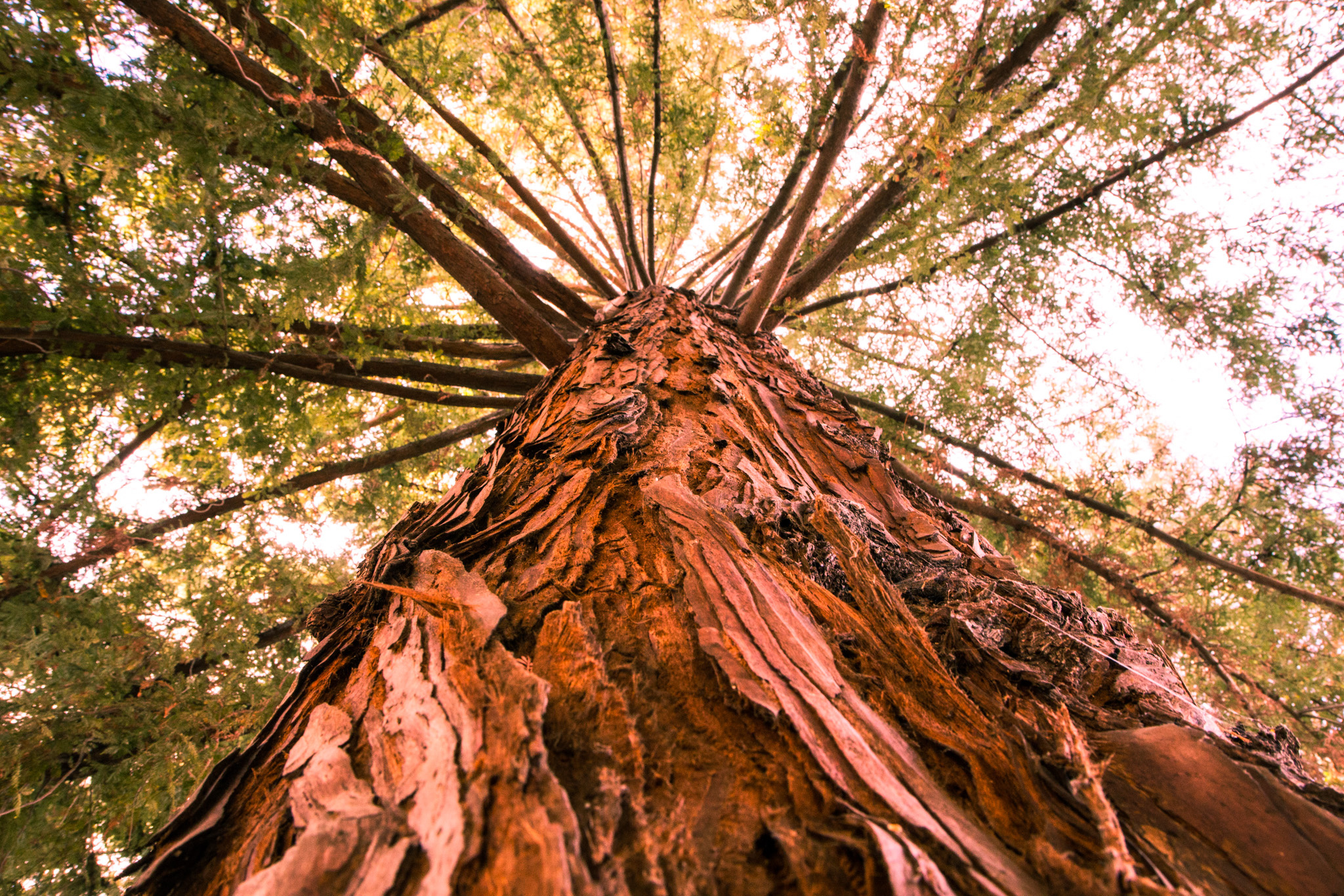 Canopy HD wallpapers, Tree-covered heavens, Leafy expanse, Natural shelter, 2050x1370 HD Desktop