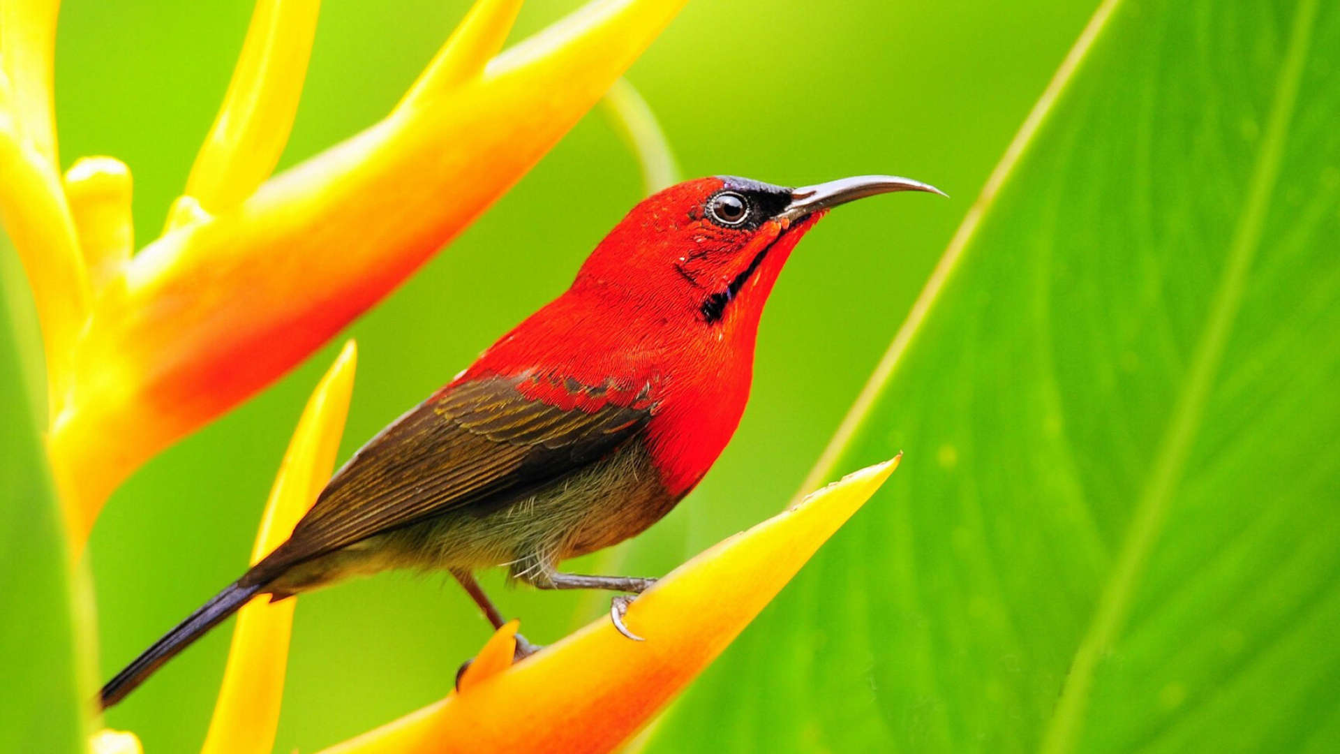 Crimson sunbird, Birds Wallpaper, 1920x1080 Full HD Desktop