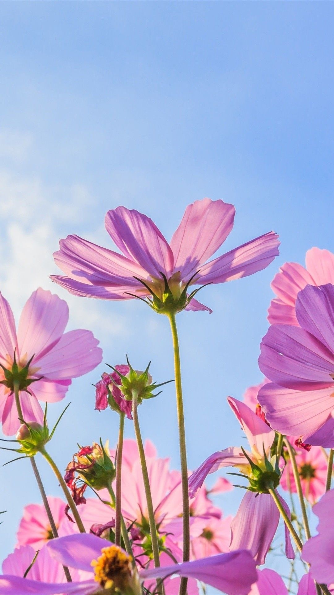 Pink cosmos flowers, Sunlit translucent petals, Clear blue sky, Full HD Phone wallpaper