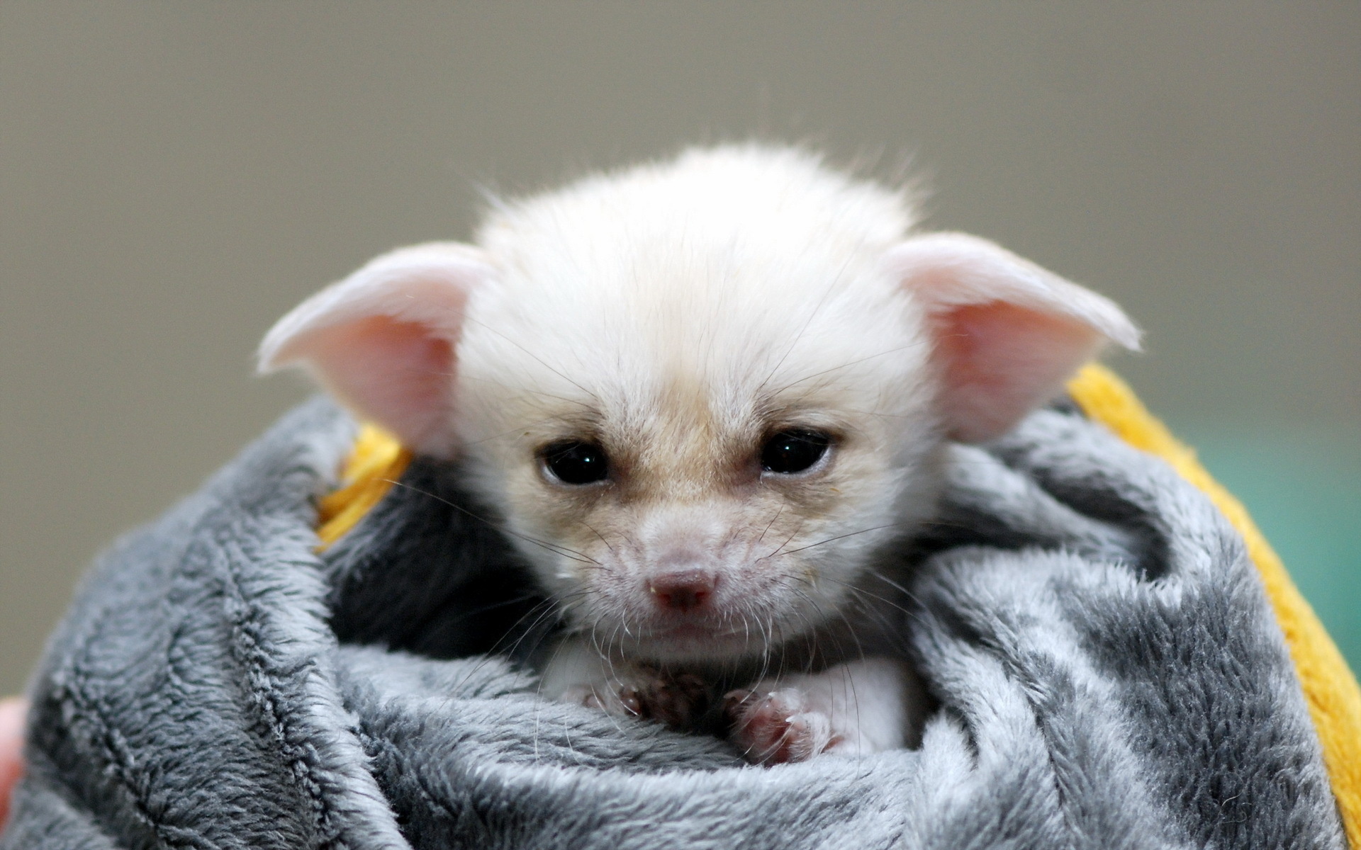 Baby, Fennec Fox Wallpaper, 1920x1200 HD Desktop