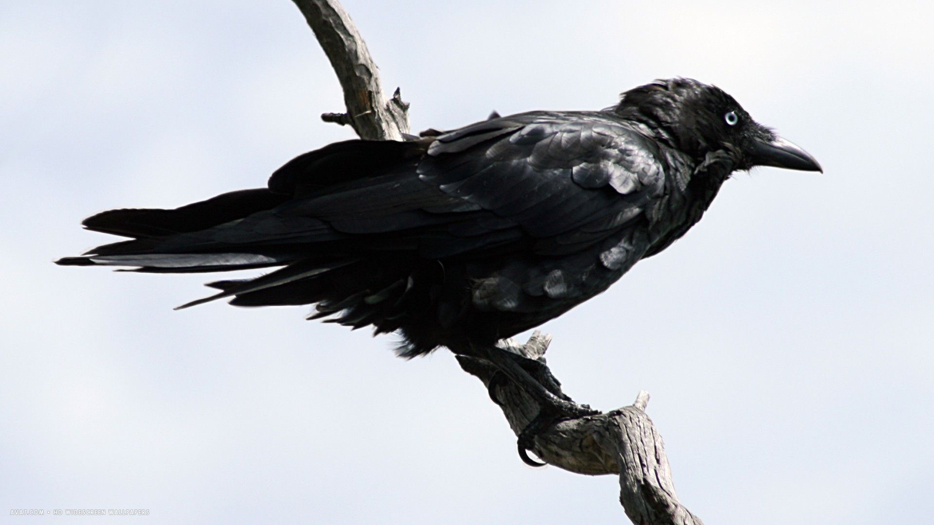 Raven animal wallpapers, Captivating bird, Wildlife photography, Dark beauty, 1920x1080 Full HD Desktop