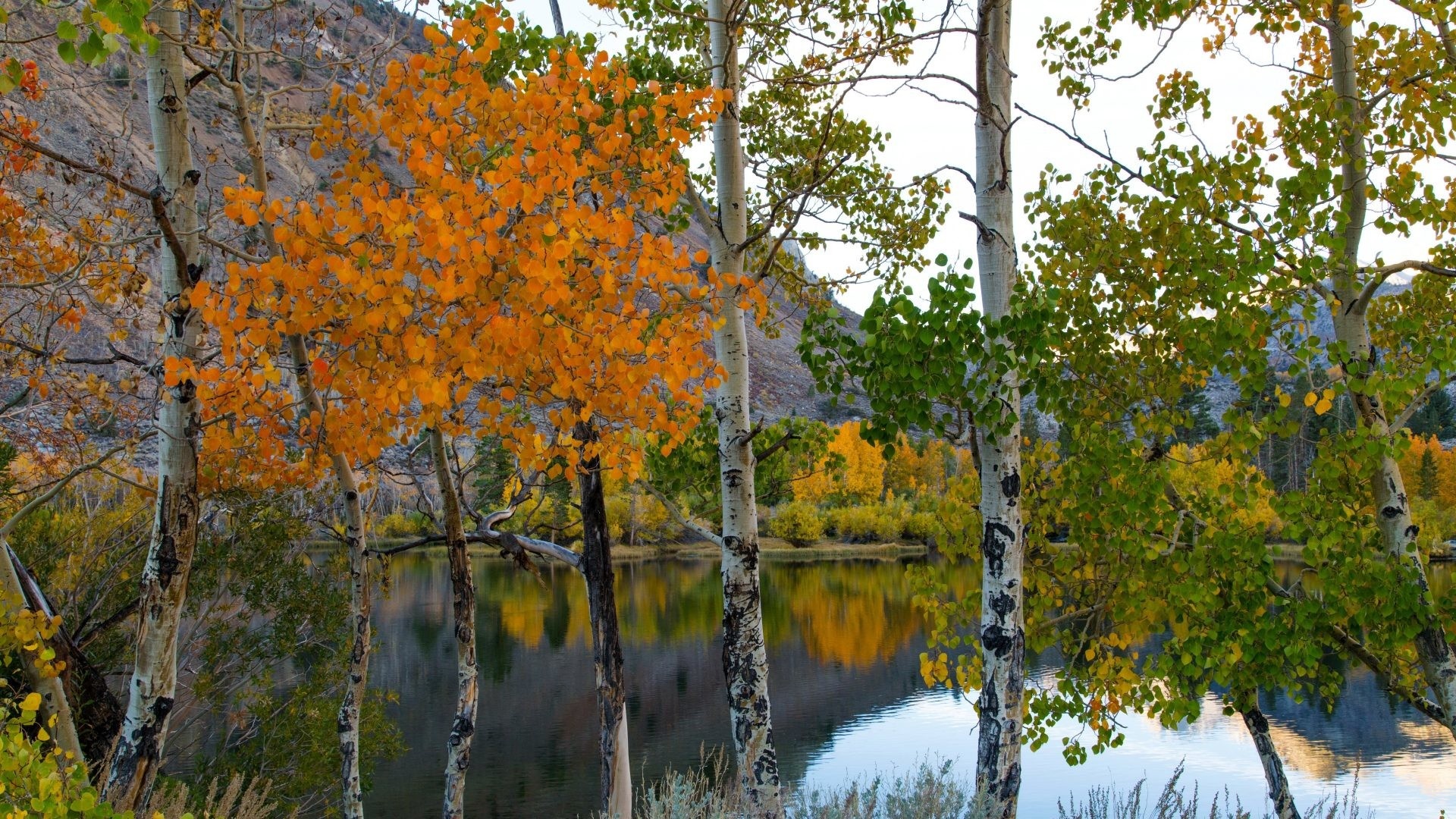 Birch Tree, Autumn, Desktop, Wallpaper, 1920x1080 Full HD Desktop