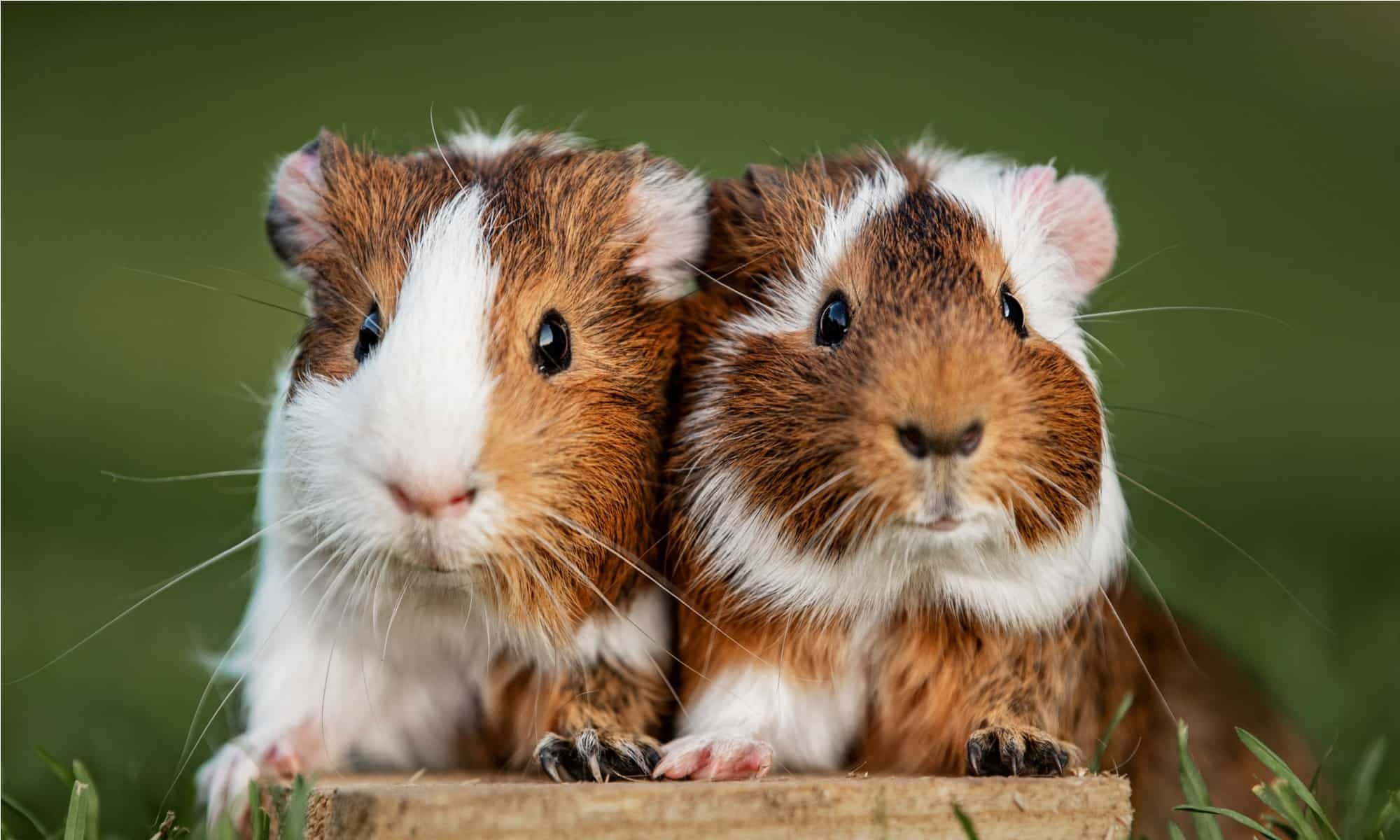 Guinea pig poop, Pig's bathroom habits, Pet care, Cleanliness, 2000x1200 HD Desktop