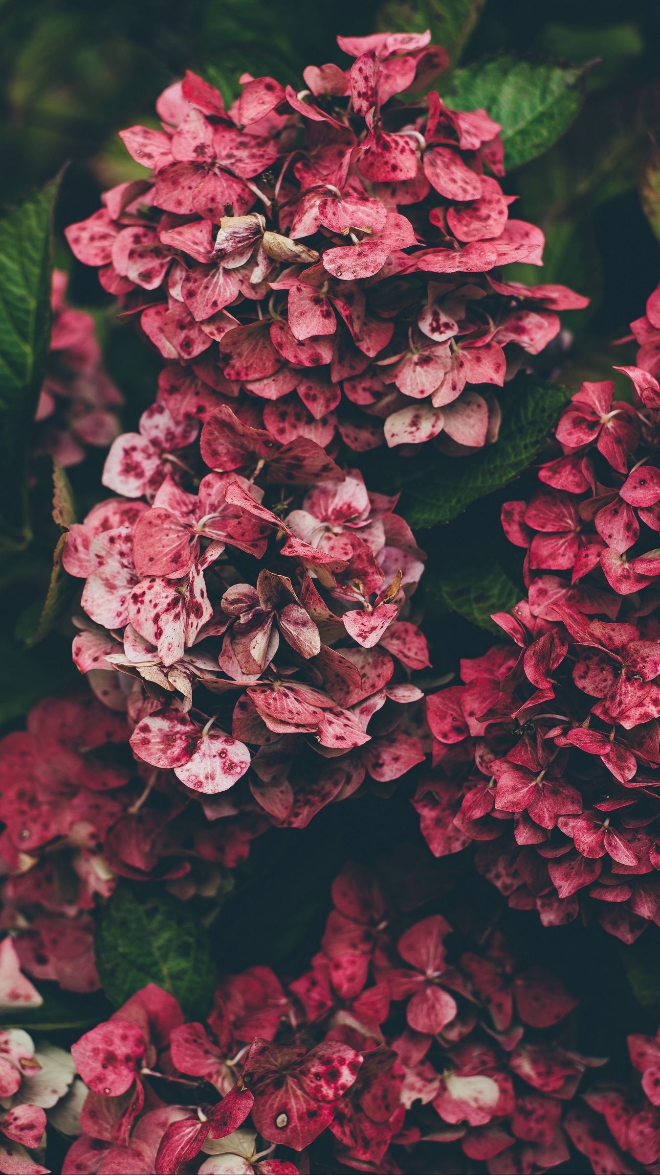 Floral wallpaper, Hydrangea wallpaper, iPhone wallpaper hipster, Nature's charm, 1350x2400 HD Phone