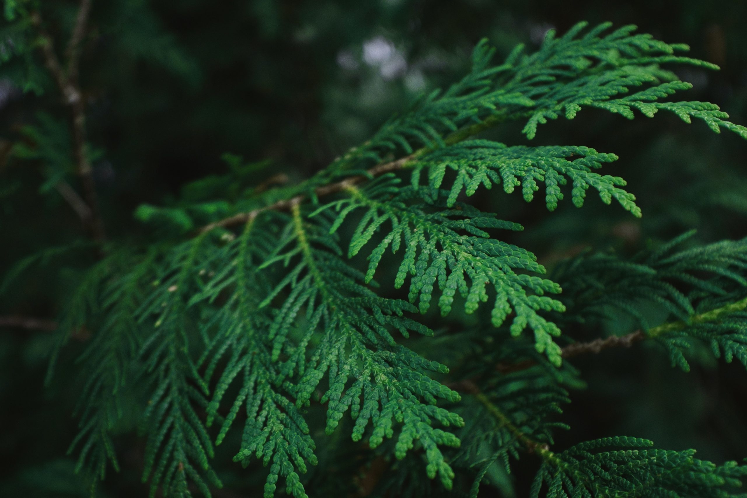 Cawak Qin forestry, Home for Thuja, Natural habitat, Conservation, 2560x1710 HD Desktop