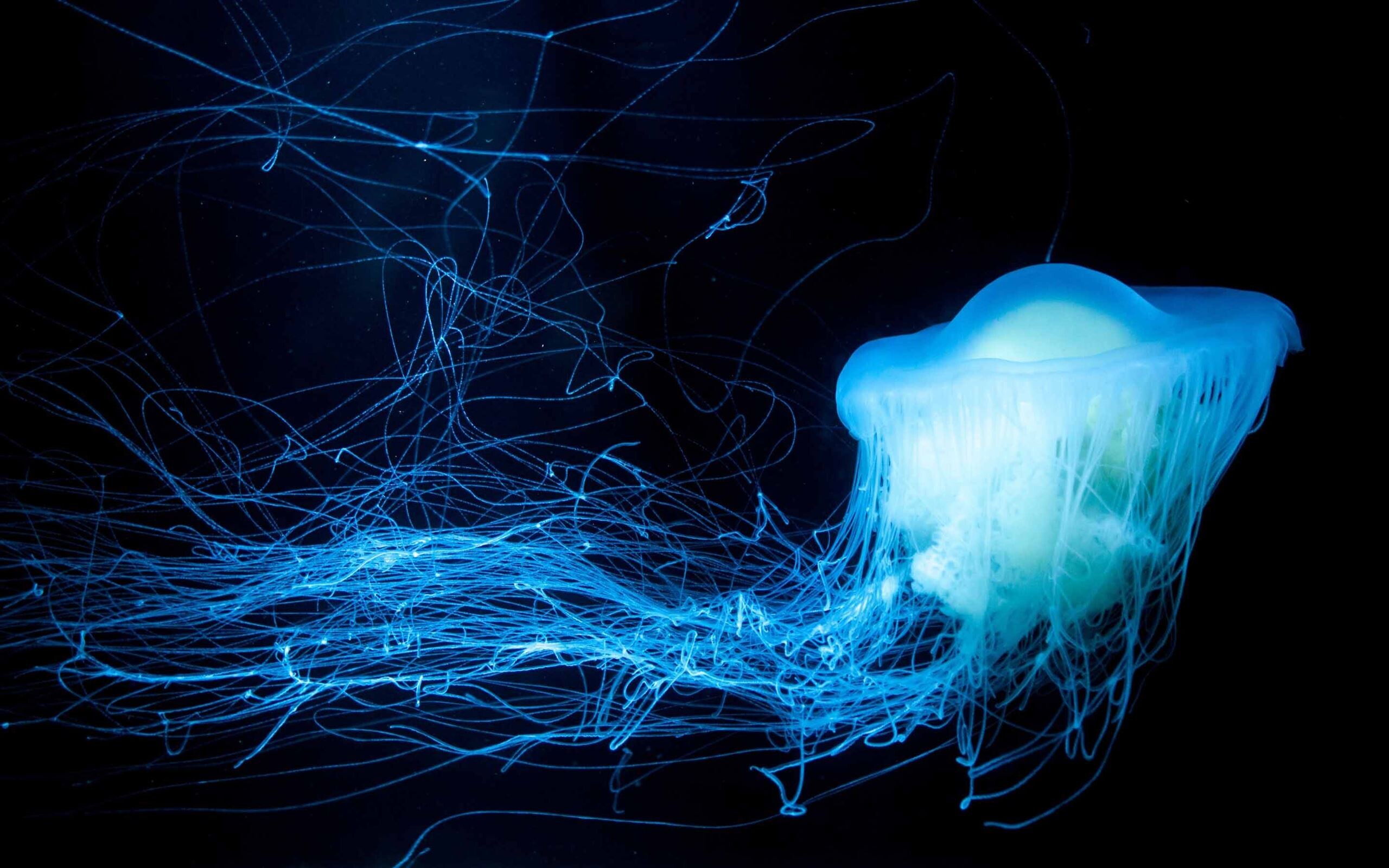 Glowing jellyfish, MacBook Air wallpaper, Hypnotic allure, Radiant aquatic life, 2560x1600 HD Desktop