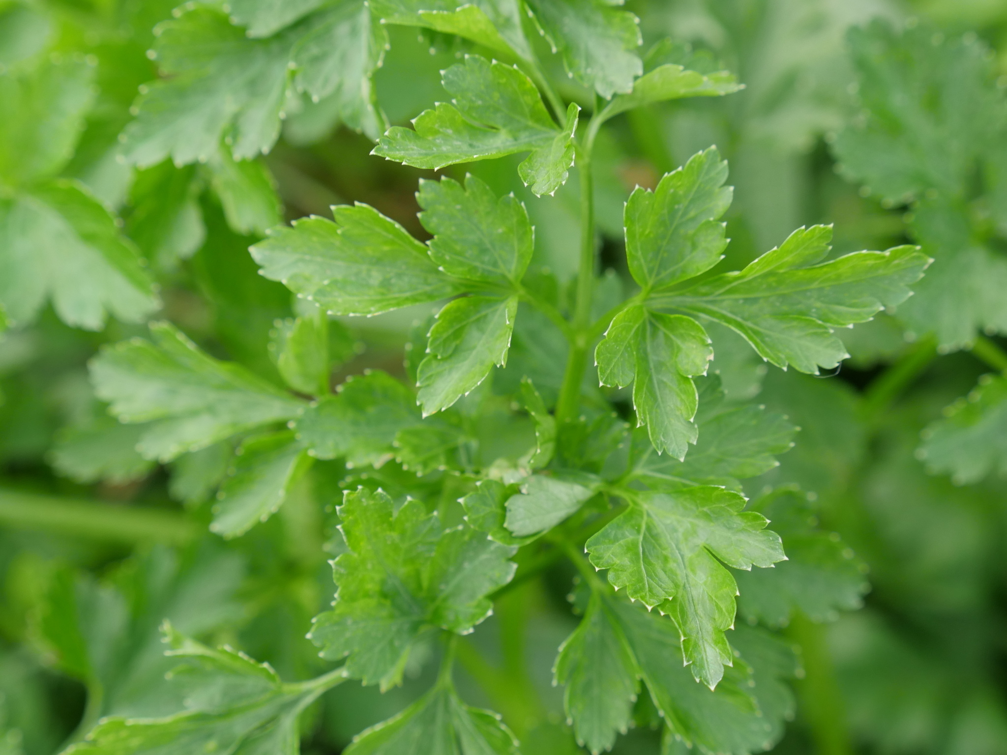 Garden parsley, Petroselinum crispum, Nature's wonder, 2050x1540 HD Desktop