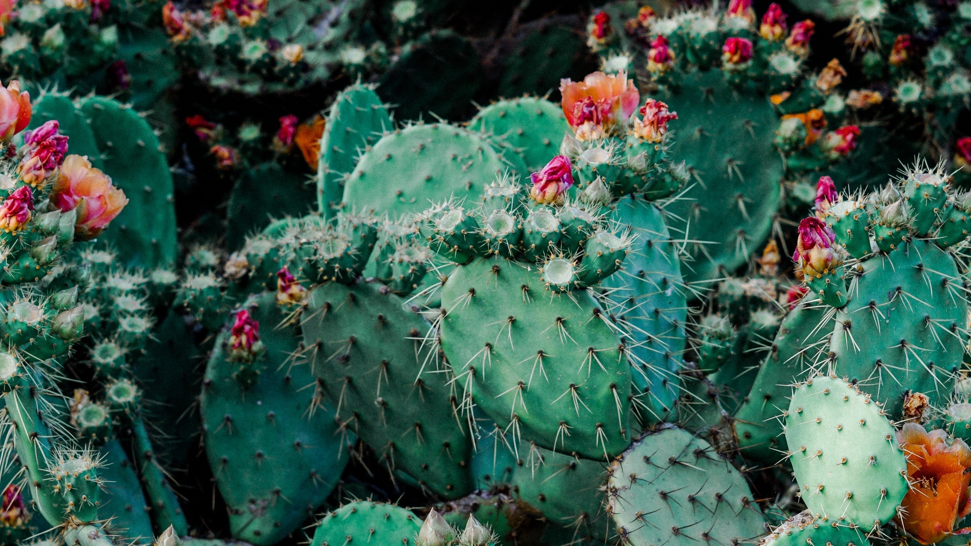 High-definition beauty, Mesmerizing cactus, Nature's artwork, Wallpaper art, 1920x1080 Full HD Desktop