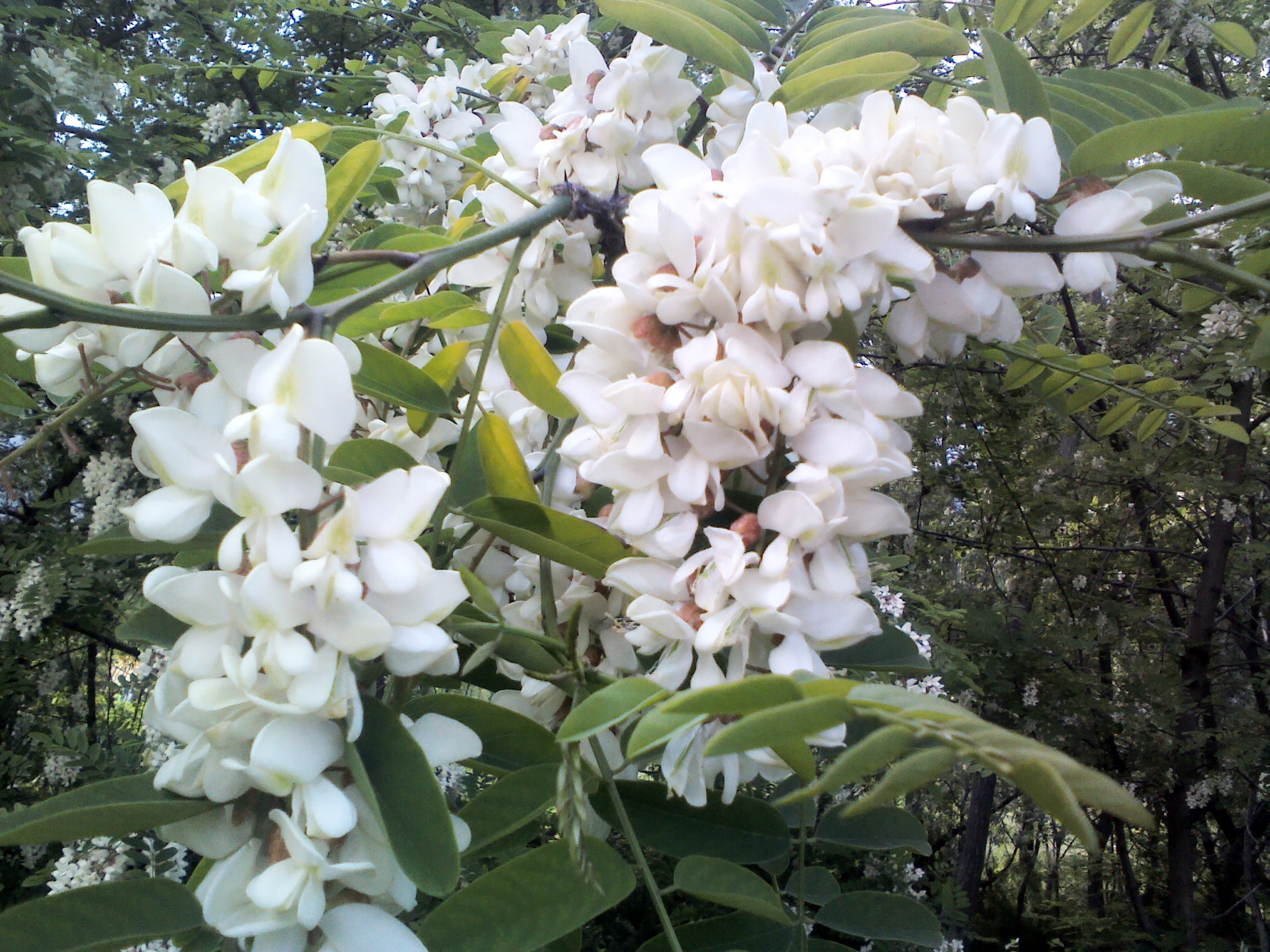 Black locust, Versatile tree, Nature's gift, Many uses, 2050x1540 HD Desktop