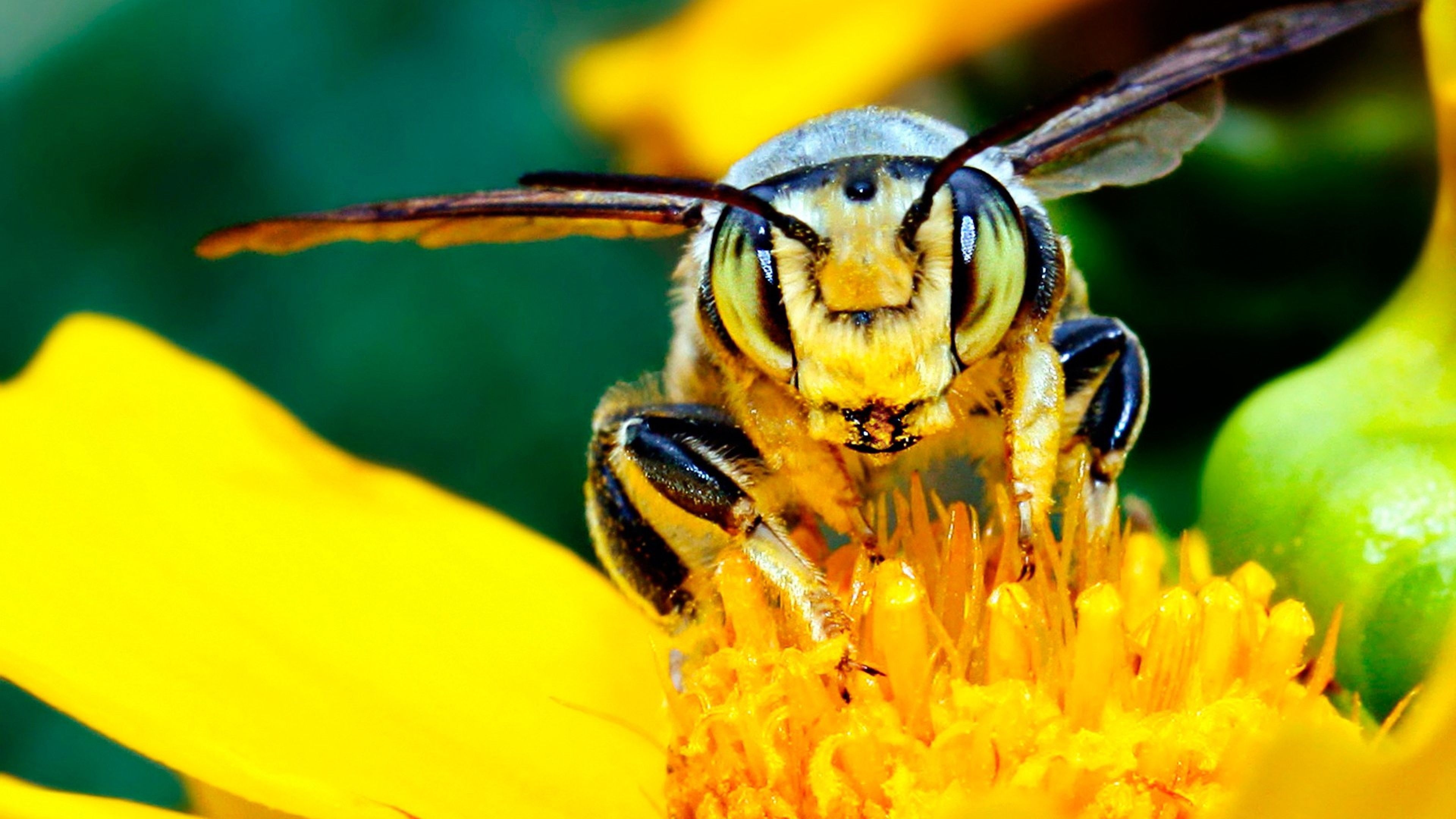 Bee's mustache, Light-seeking insect, Flower's companion, Ultra HD, 3840x2160 4K Desktop