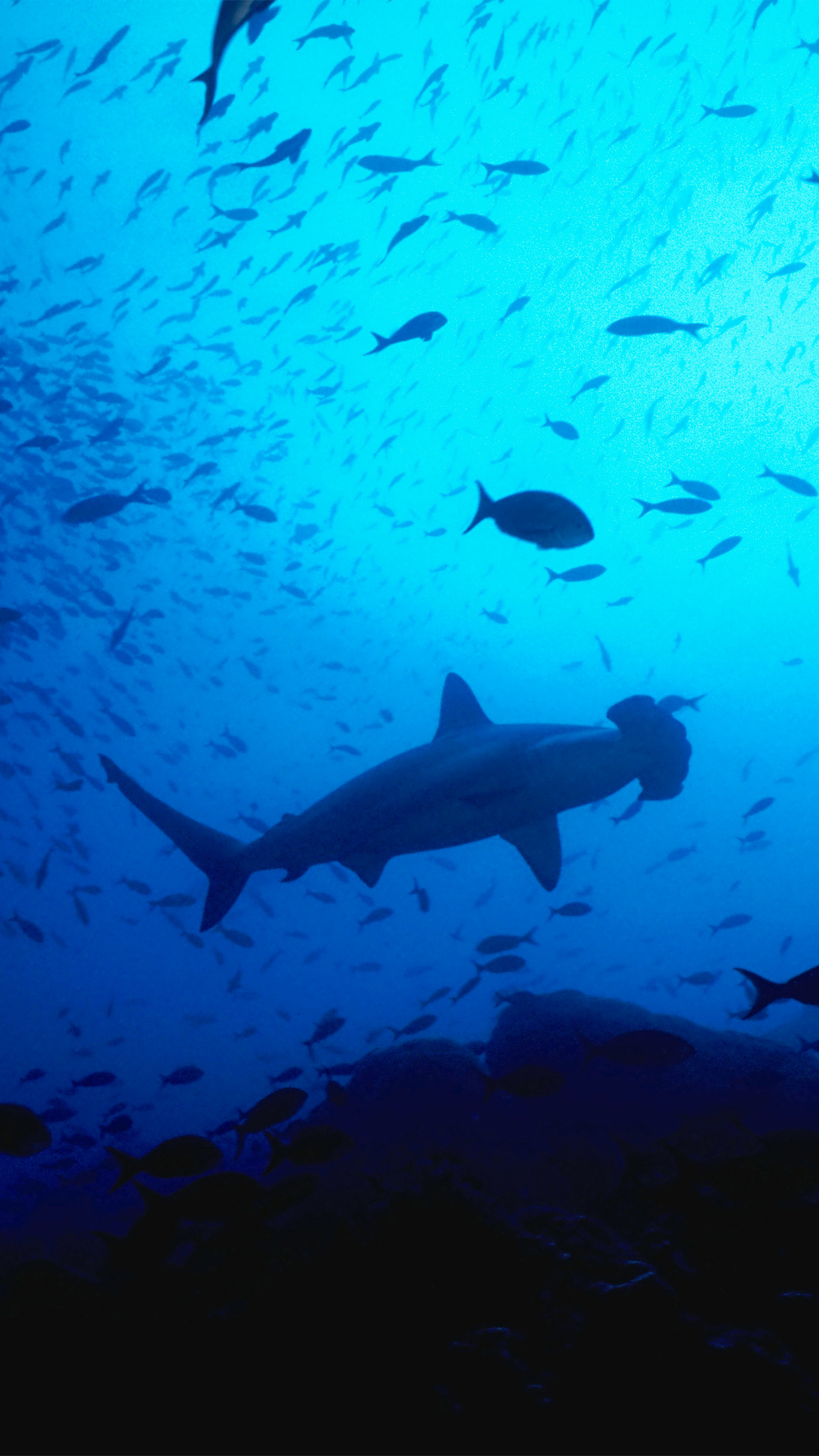 Hammerhead shark, Schooling silhouetted fish, Deep blue gloom, HD Phone wallpaper
