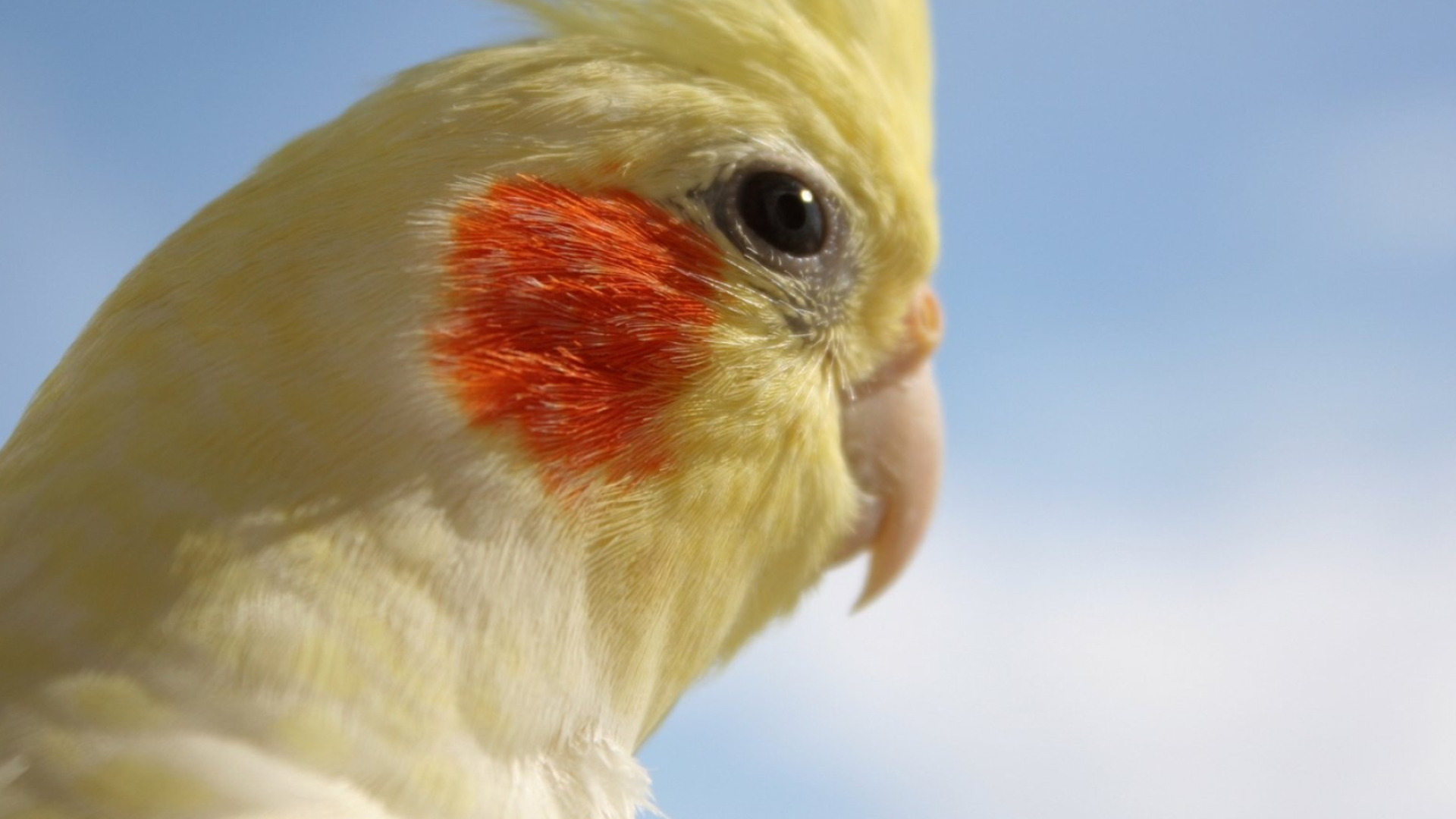 Bird Blvd taiyo the cockatiel, Feathered fashionista, Stylish avian, Trendsetting bird, 1920x1080 Full HD Desktop