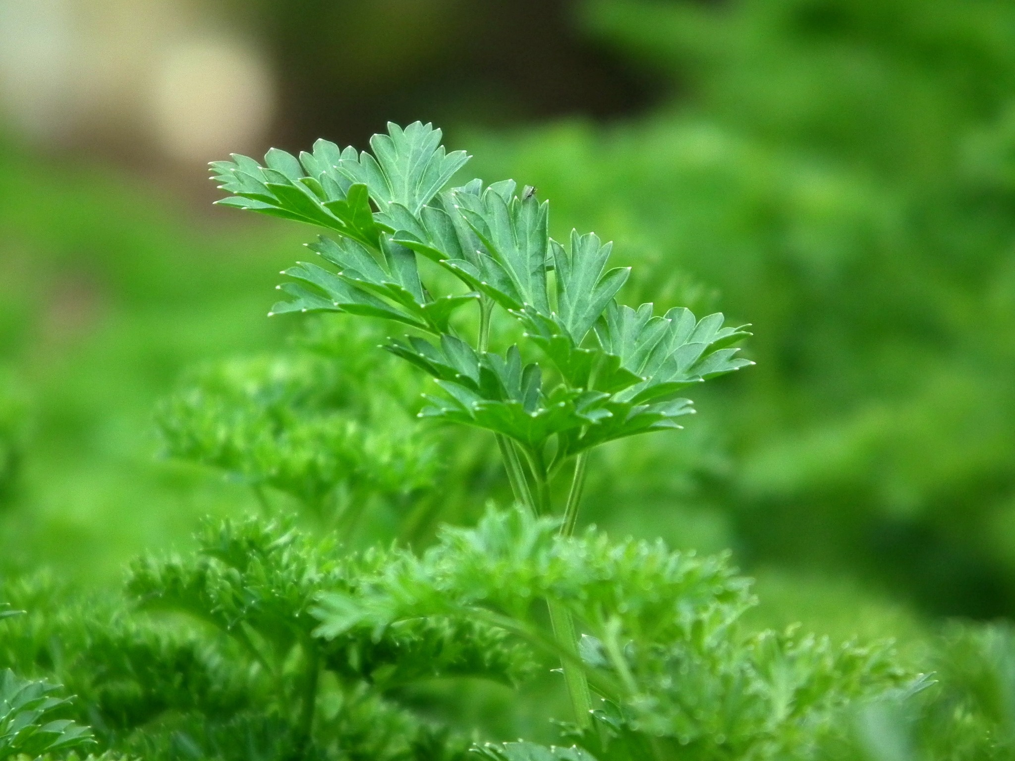 Parsley herb, Stunning photos, Free download, Pexels stock images, 2050x1540 HD Desktop