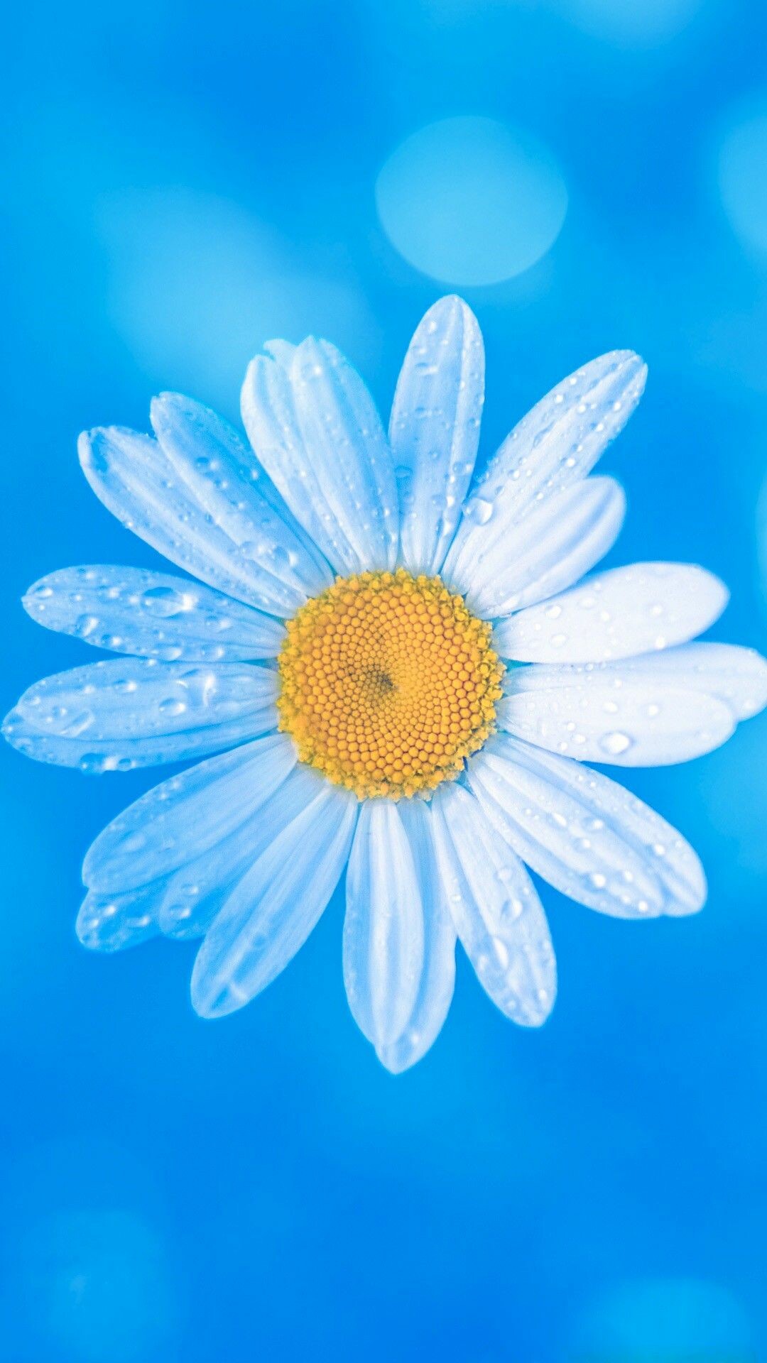 Blue daisy wallpapers, Cool and calming, Nature's serene beauty, Tranquil backgrounds, 1080x1920 Full HD Phone