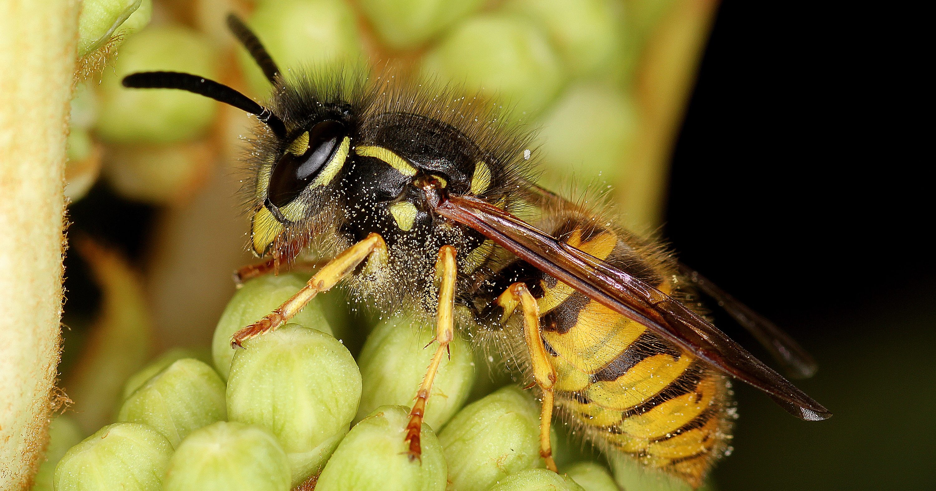 Identify common wasps, British wasp guide, 3000x1580 HD Desktop