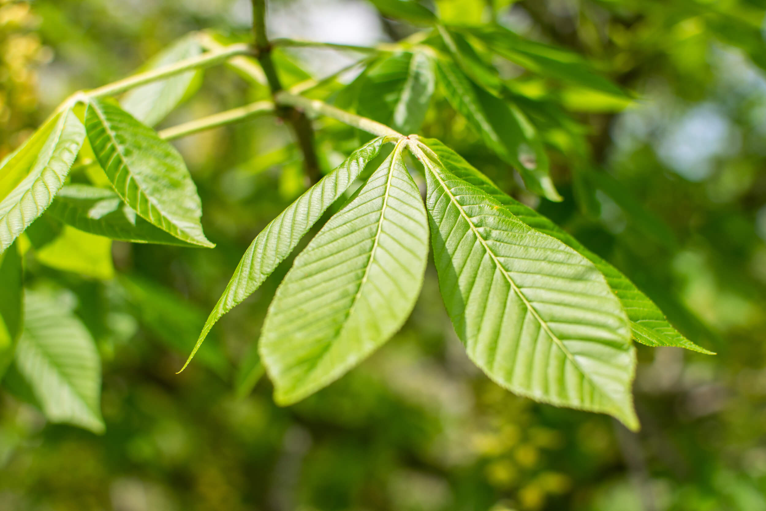 Buckeye Tree, Ohio pride, Purdue Fort Wayne, Woody perennial, 2500x1670 HD Desktop