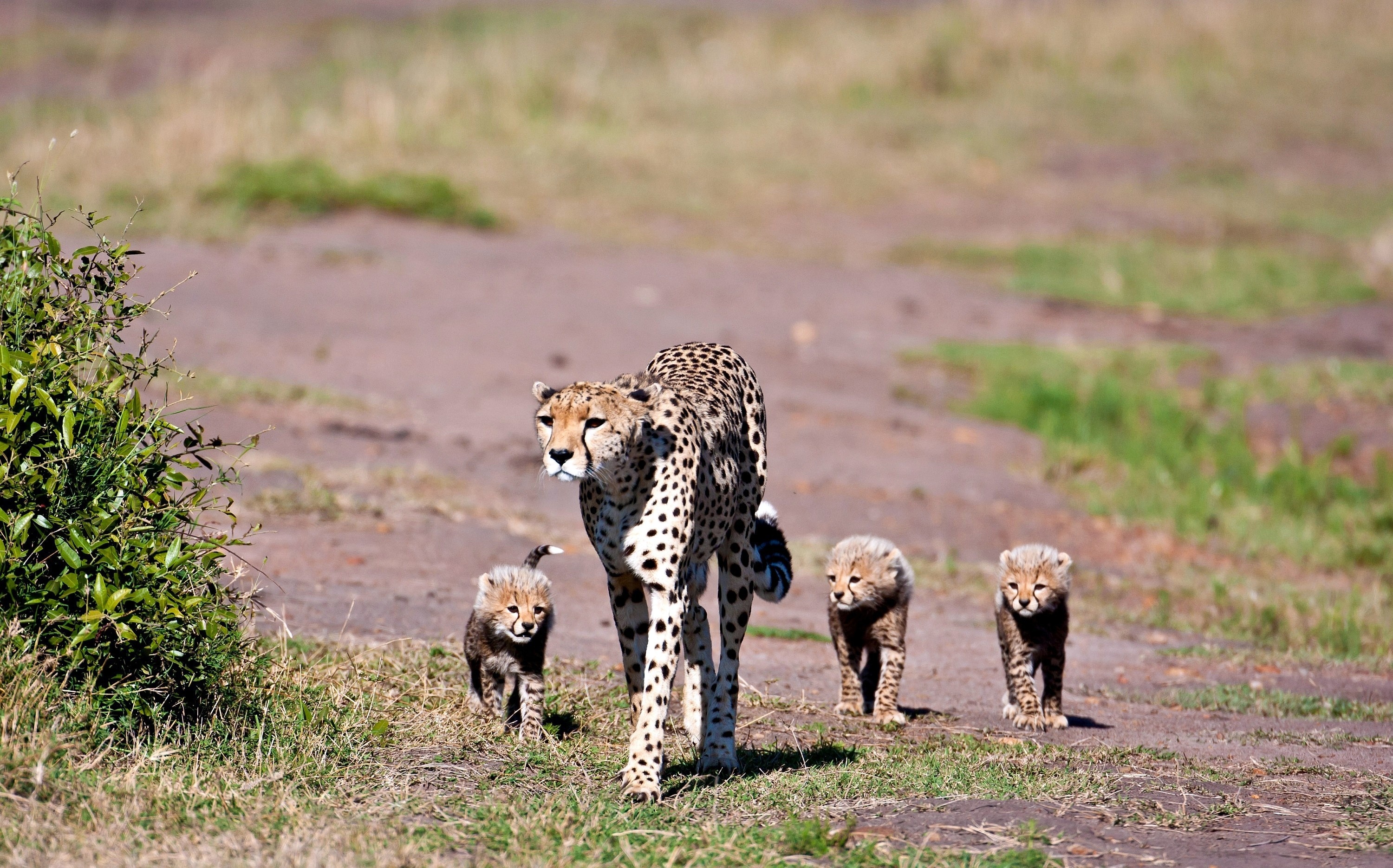 Kruger National Park, Mobile wallpaper, Leopards, 3000x1870 HD Desktop