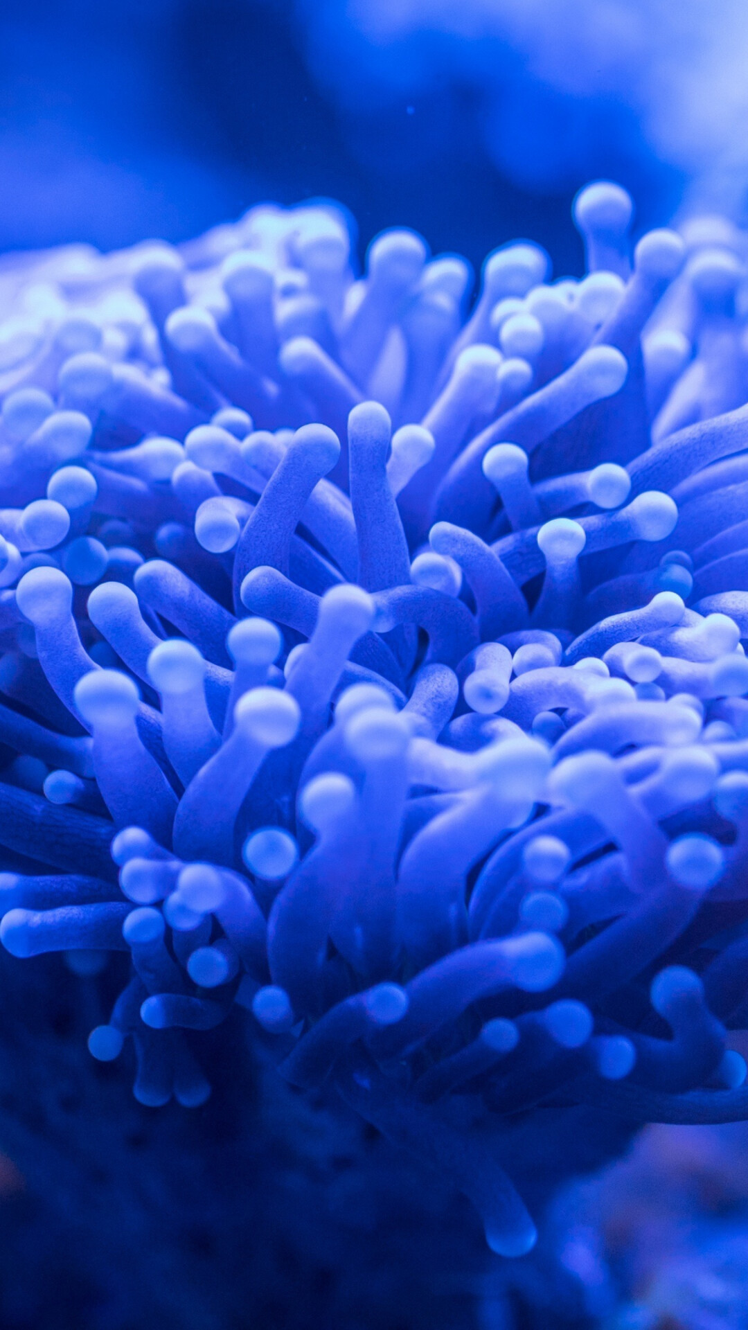 Blue coral underwater, 4K wallpaper, Download, Nature, 1080x1920 Full HD Phone