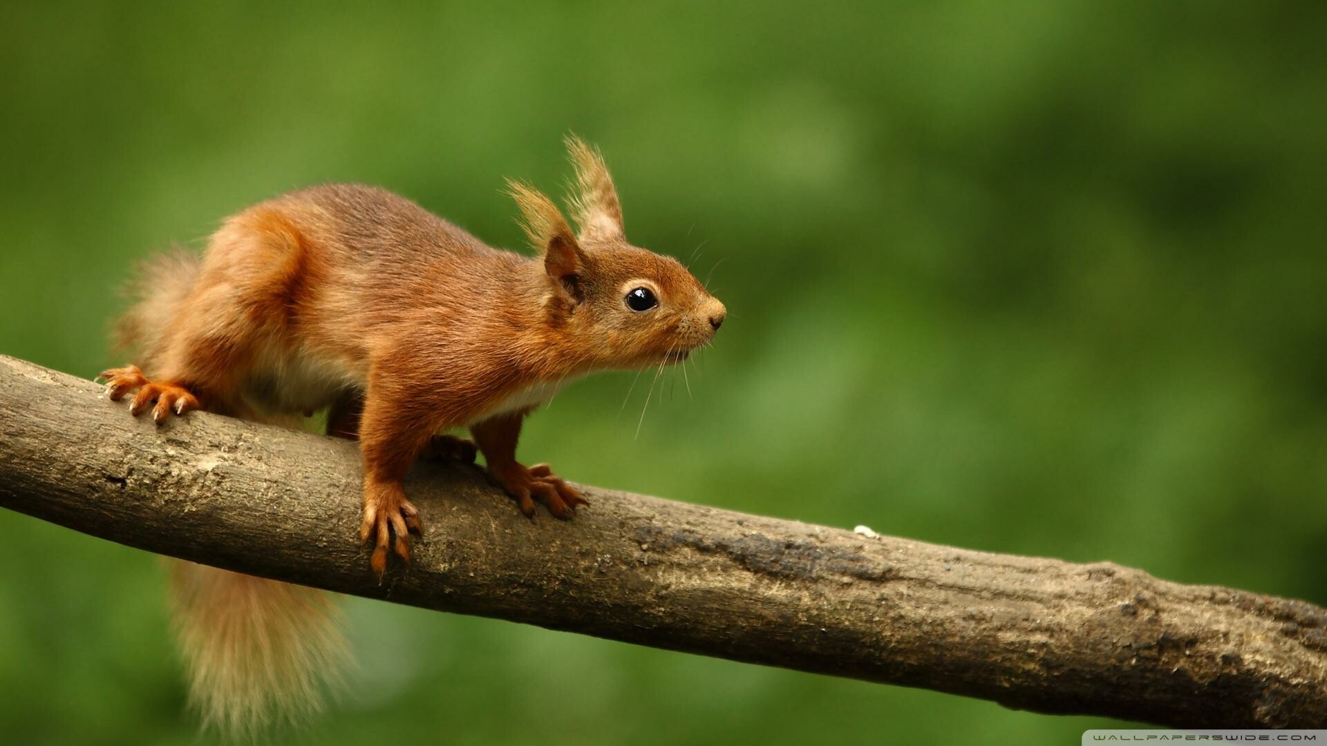 Red squirrel wallpapers, Vibrant fur, Beautiful creature, Wildlife photography, 1920x1080 Full HD Desktop