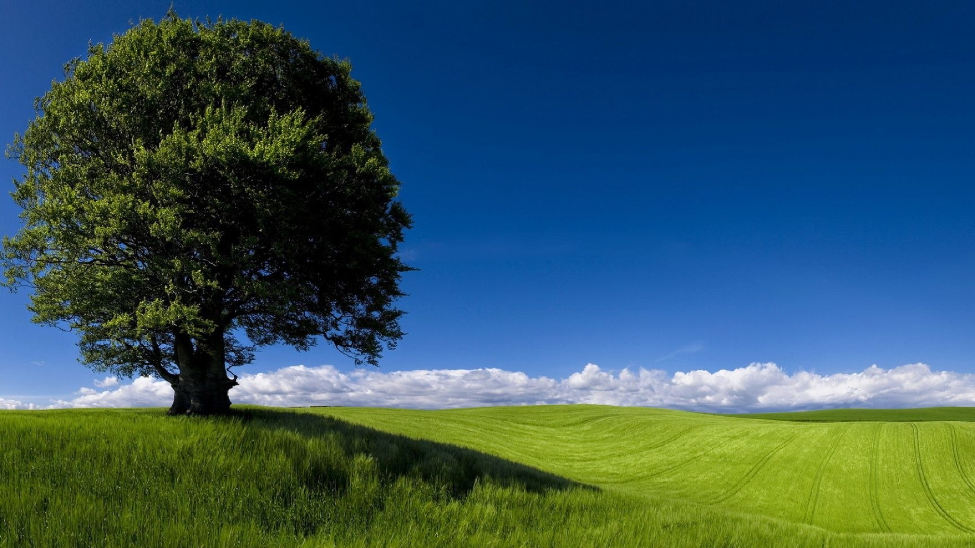 solitary leafy tree, rolling green hills, clear blue sky, Full HD Desktop wallpaper