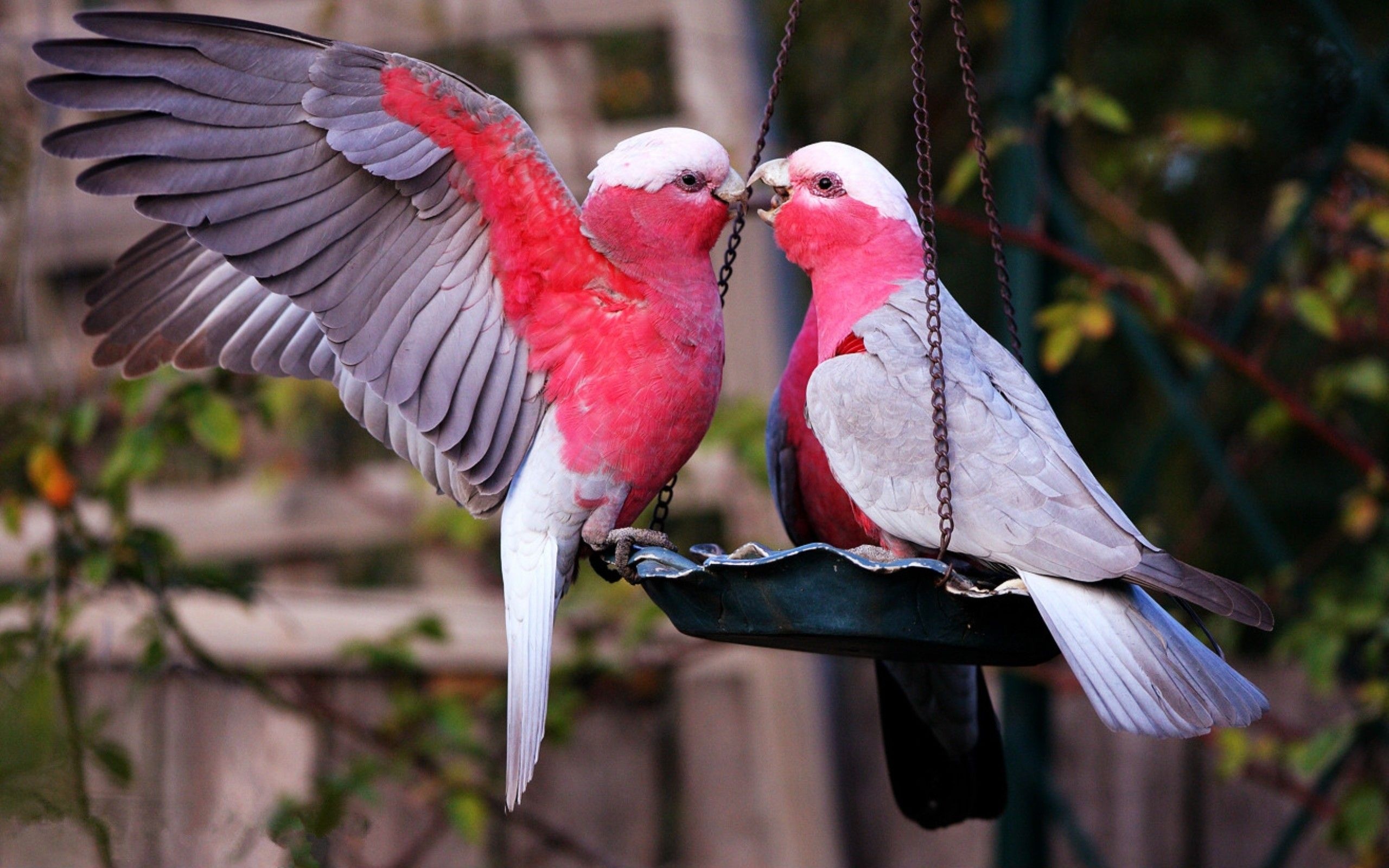 Love birds desktop wallpapers, Backgrounds, Beautiful, HD, 2560x1600 HD Desktop