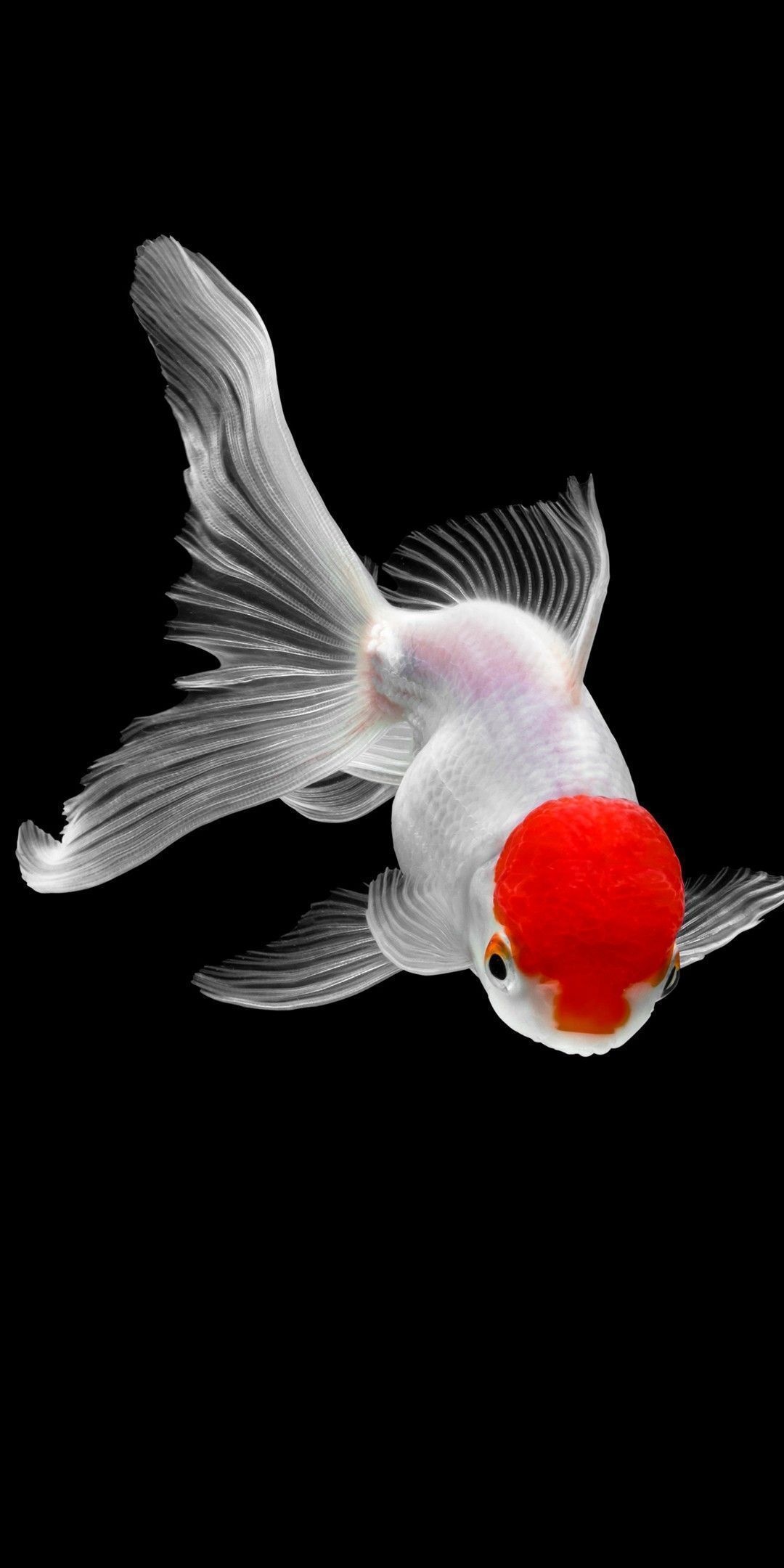 Goldfish, High-definition wallpapers, Top quality images, Aquatic beauty, 1080x2160 HD Phone