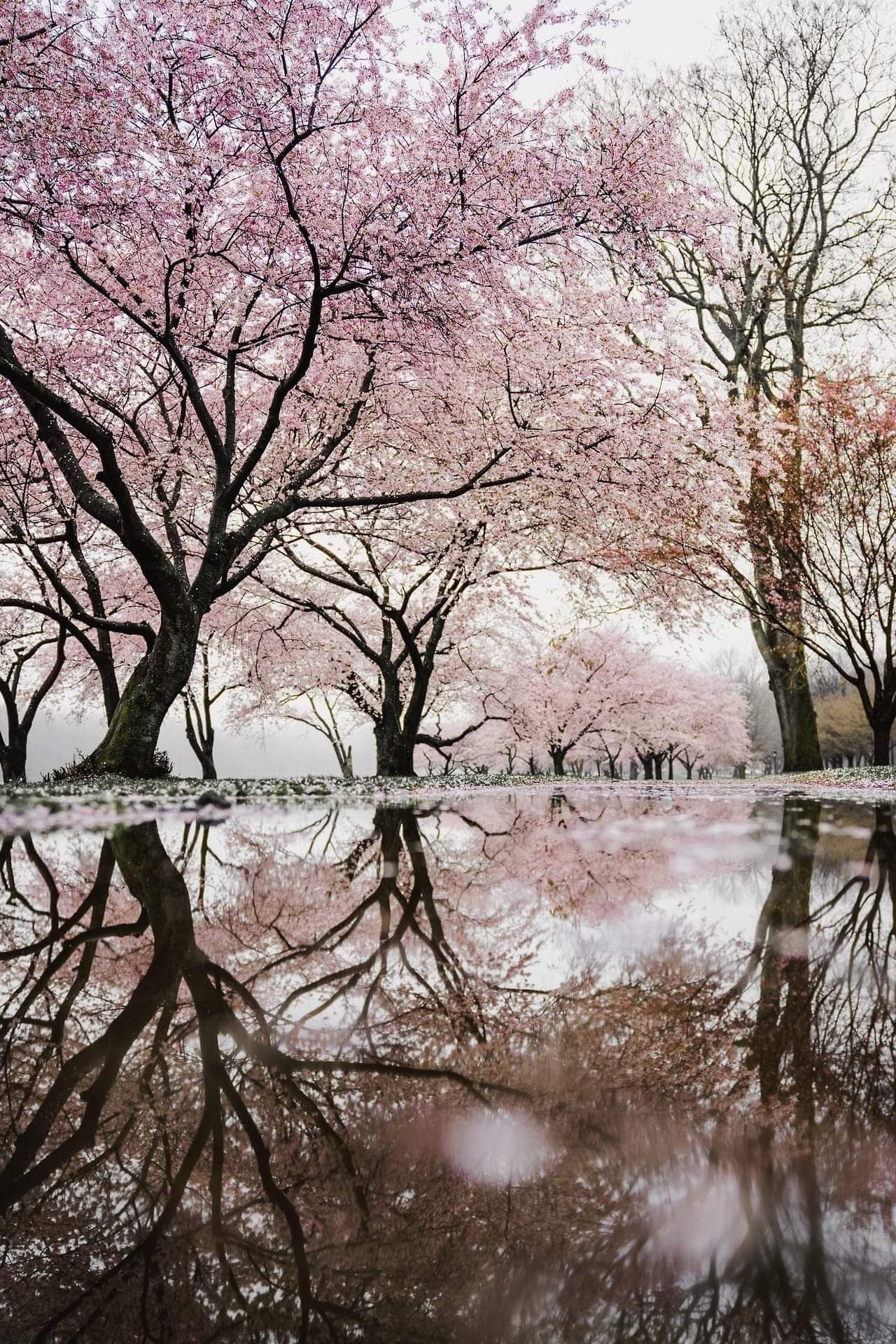 Blooming sakura trees, Puddle tree reflection, Fallen cherry blossom petals, HD Phone wallpaper