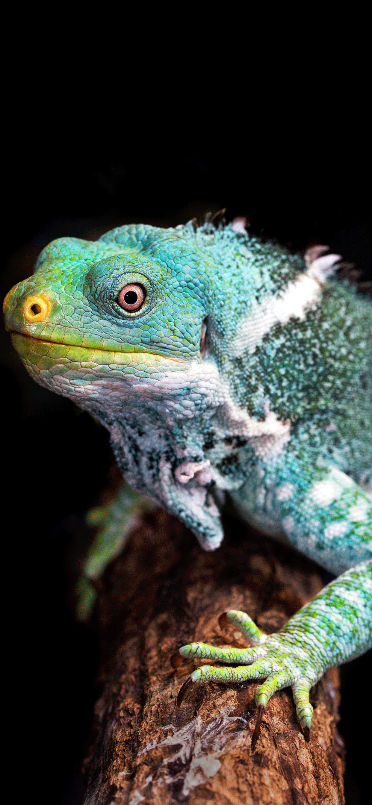 Reptiles wallpaper, iPhone, High-quality, Free download, 1250x2690 HD Phone