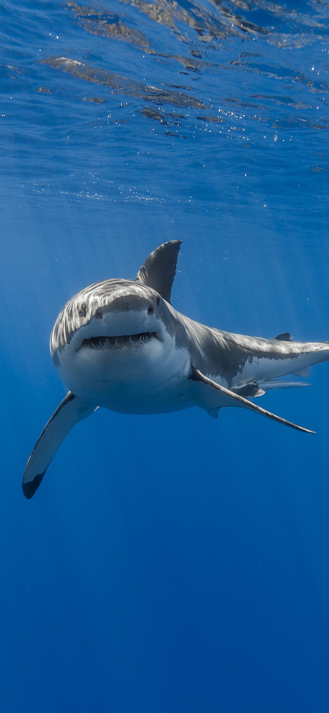 Shark, Top free iPhone backgrounds, 1130x2440 HD Phone