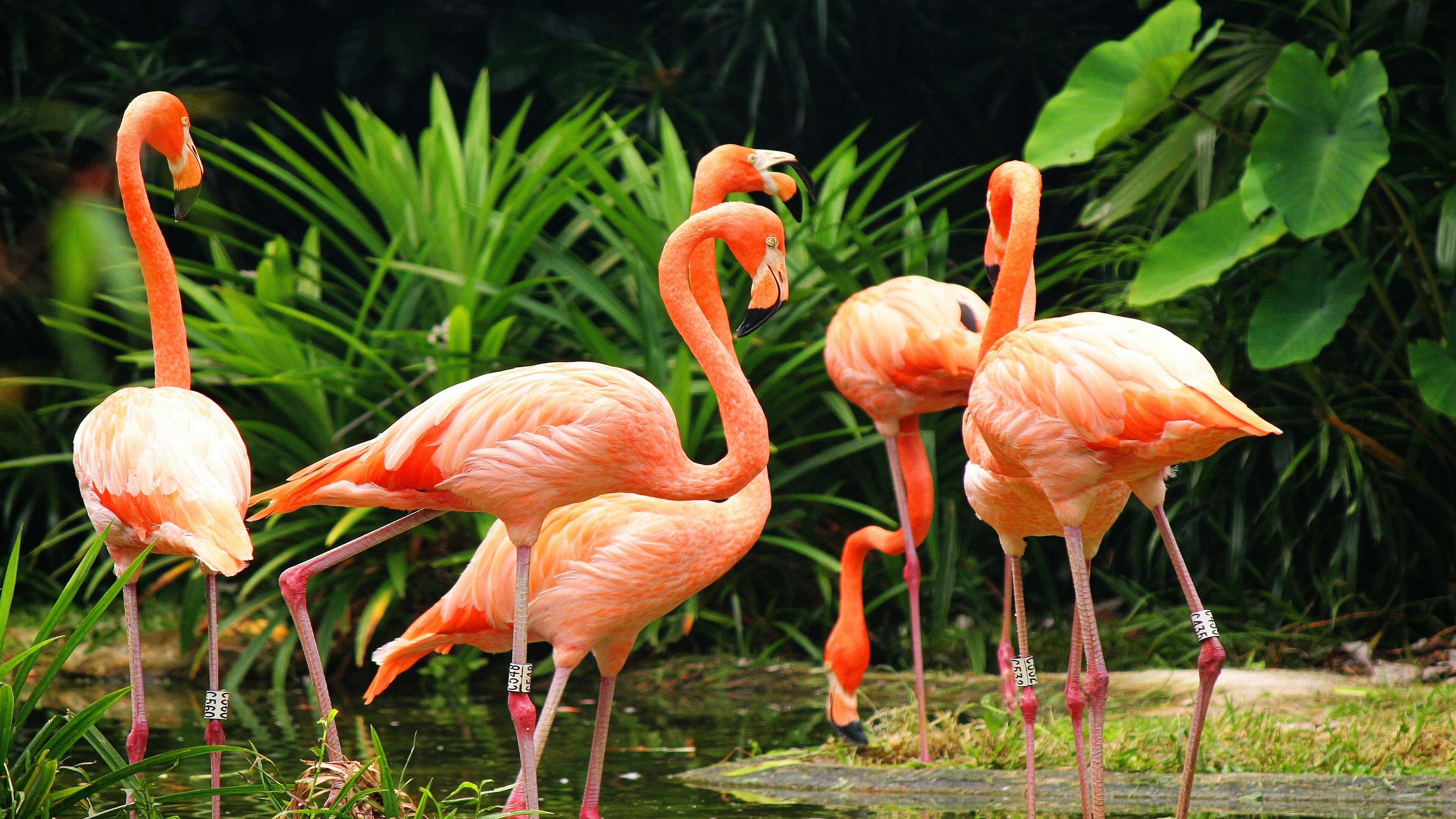 4K Flamingo images, Vibrant beauty, Nature's flamboyance, Free to use, 3840x2160 4K Desktop