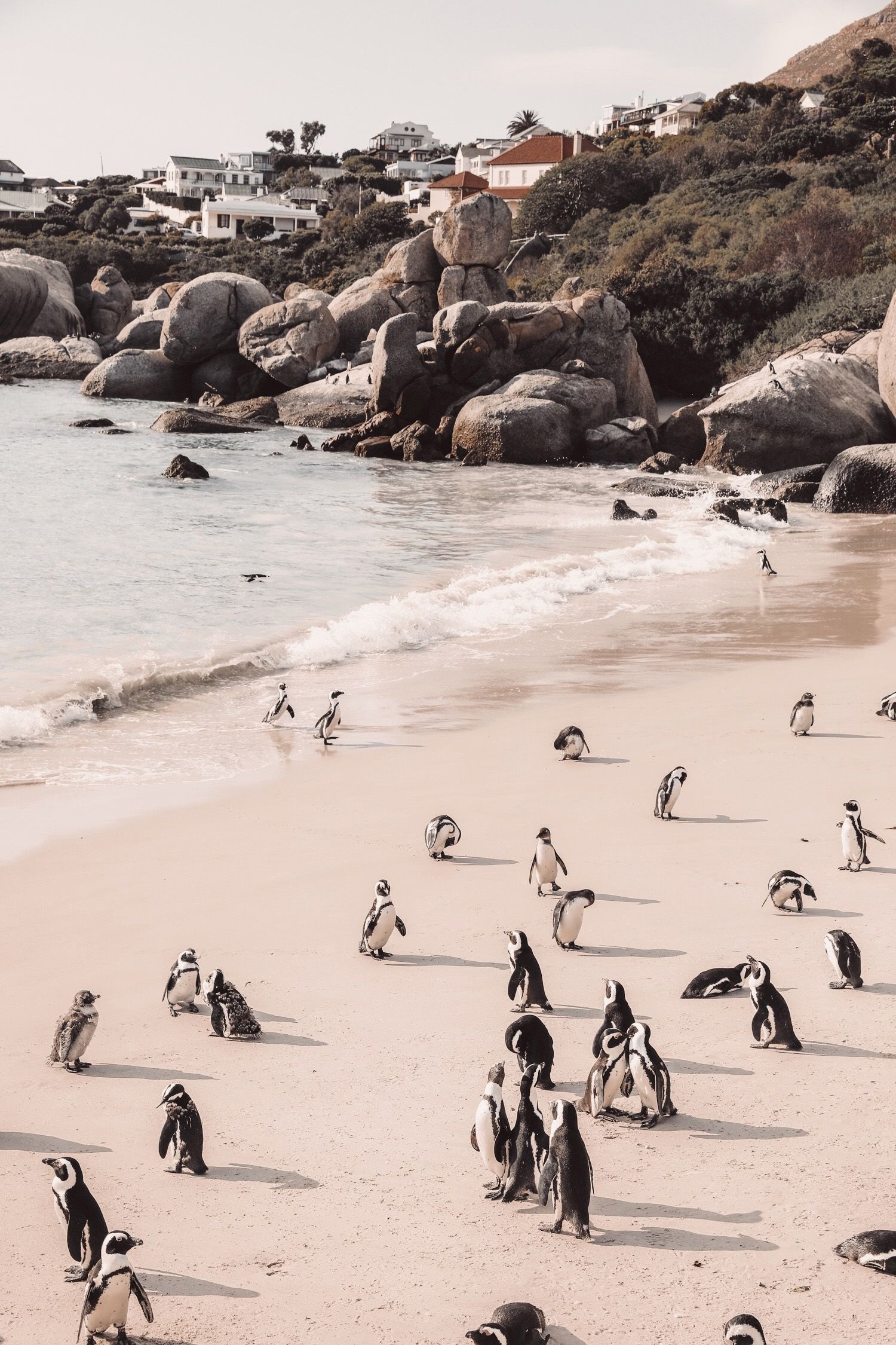 Boulders Beach Cape Town, Towns Wallpaper, 1500x2250 HD Phone