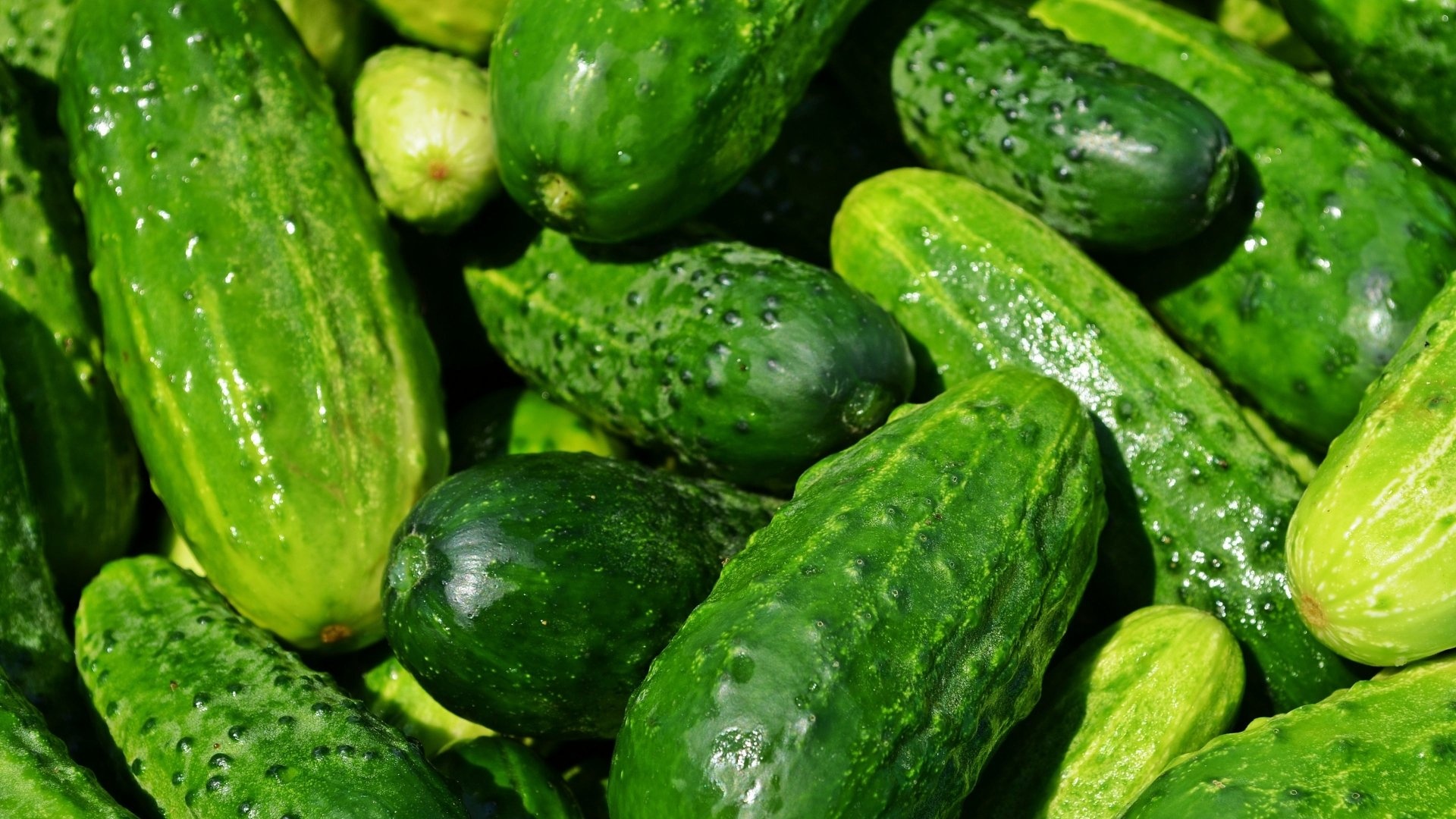 Cucumber, 4K Ultra HD, Wallpapers, Hintergrnde, 1920x1080 Full HD Desktop