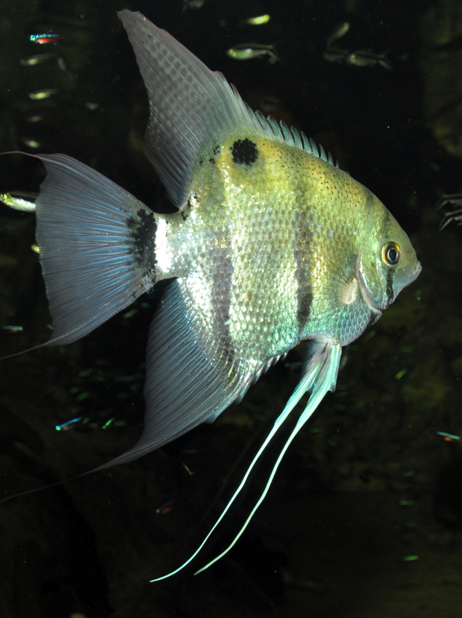 Angelfish, Pterophyllum Leopoldi, Leopold's, Image, 1580x2100 HD Phone